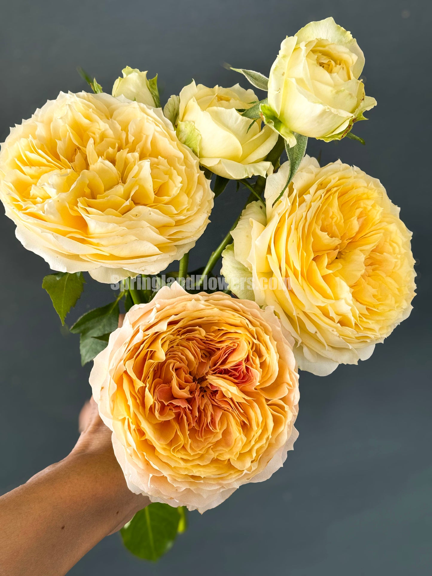 #SPG017 , Caramel Antike 焦糖古董, German Florist Shrub Rose, Non-Grafted/Own Root.