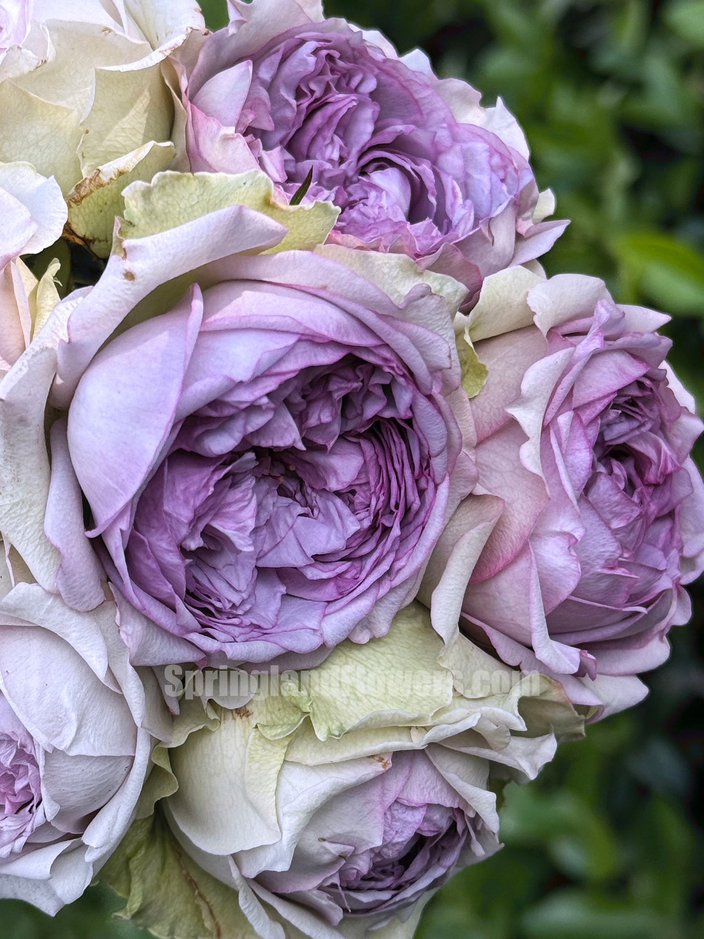 #SPJ048,extremely similar to Coffret 首饰盒, Japanese Shrub Rose,Heat Resistant, Non-Grafted/Own Root.