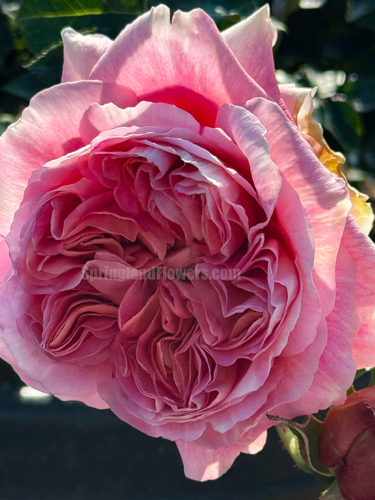 #SPJ094 ,Sunset Blush 羞颜, Japanese Florist Shrub Rose,Non-Grafted/Own Root.