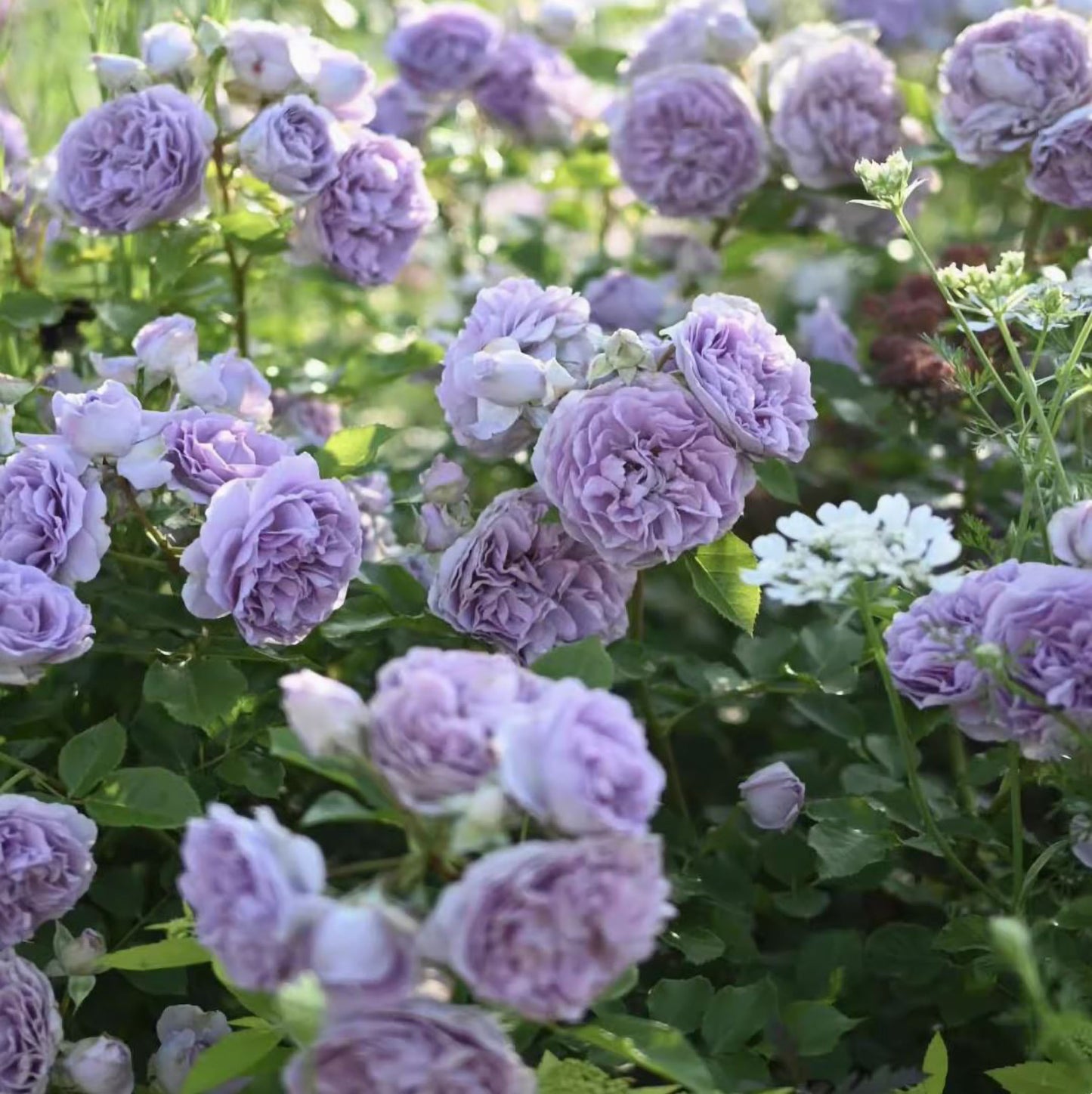 #SPJ132,NEW ! 2023. Rêverie 河本梦想, Japanese Floribunda Rose, Non-Grafted/Own Root.