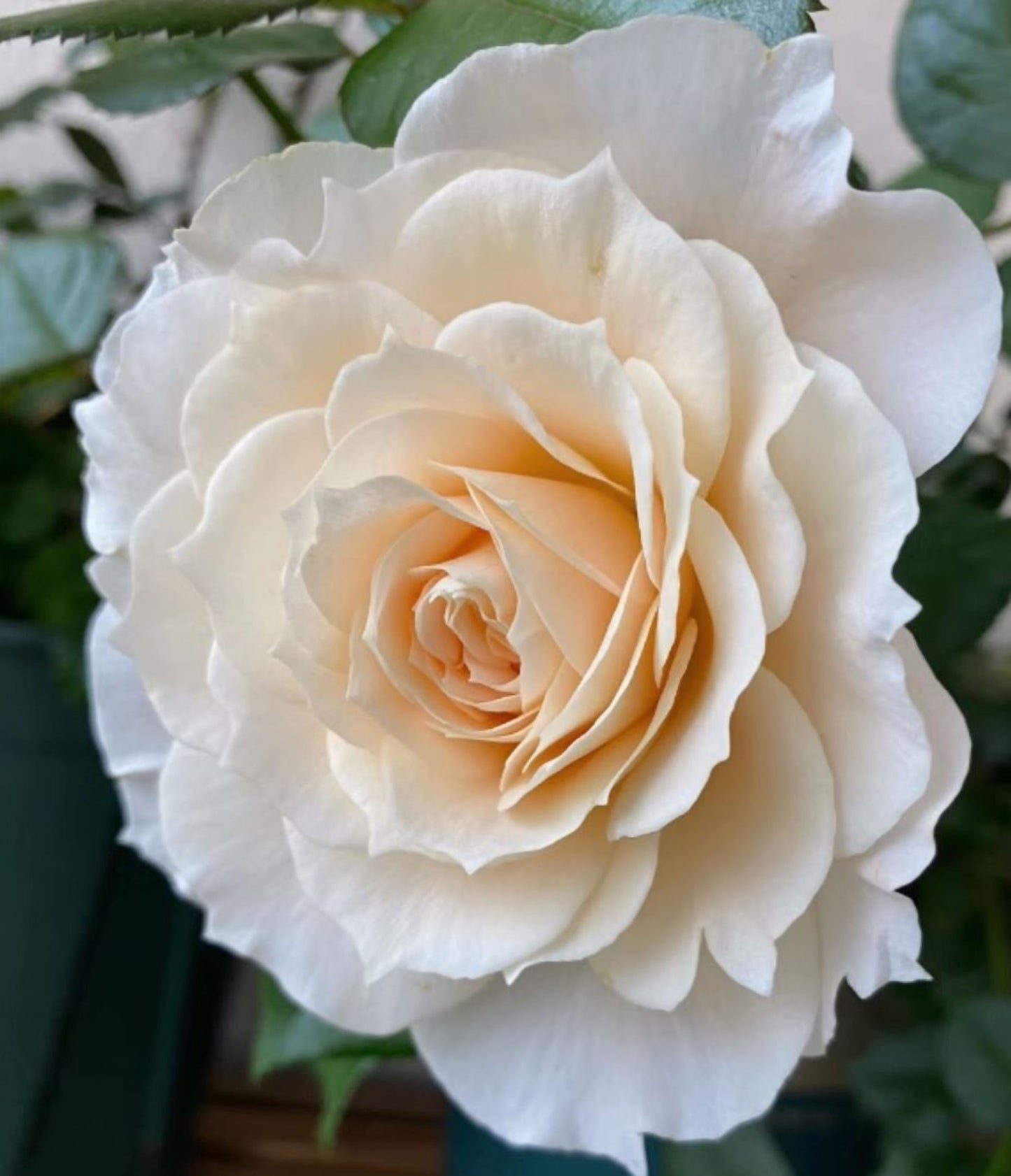 Royal Diva/Opera Queen 皇家迪瓦/歌剧皇后,Shrub Rose, Non-Grafted/Own Root.