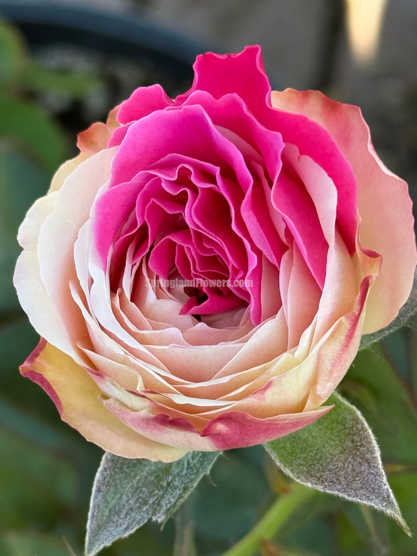 #SPJ166, Tamaki 环, Japanese Shrub Rose,Non-Grafted/Own Root.