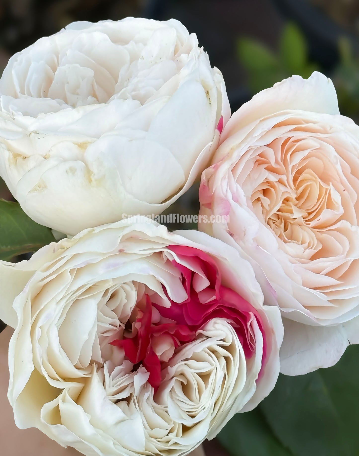 #SPJ165,Shiratama 白玉,Japanese Floribunda Rose.