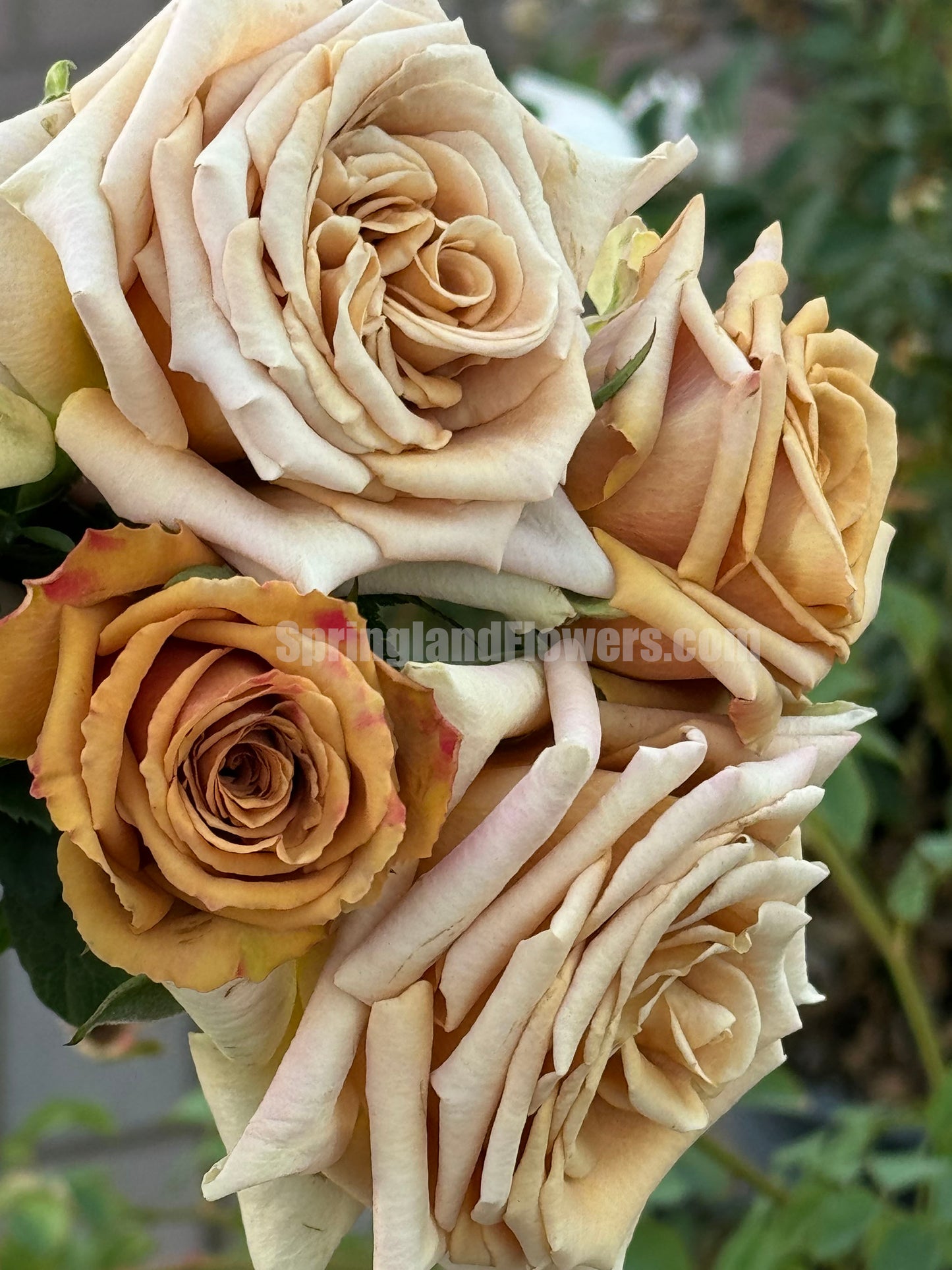 #SPQ069, Toffee 太妃糖, Shrub Rose, Strong Disease Resistance, Long flowering period, Non-Grafted/Own Root.