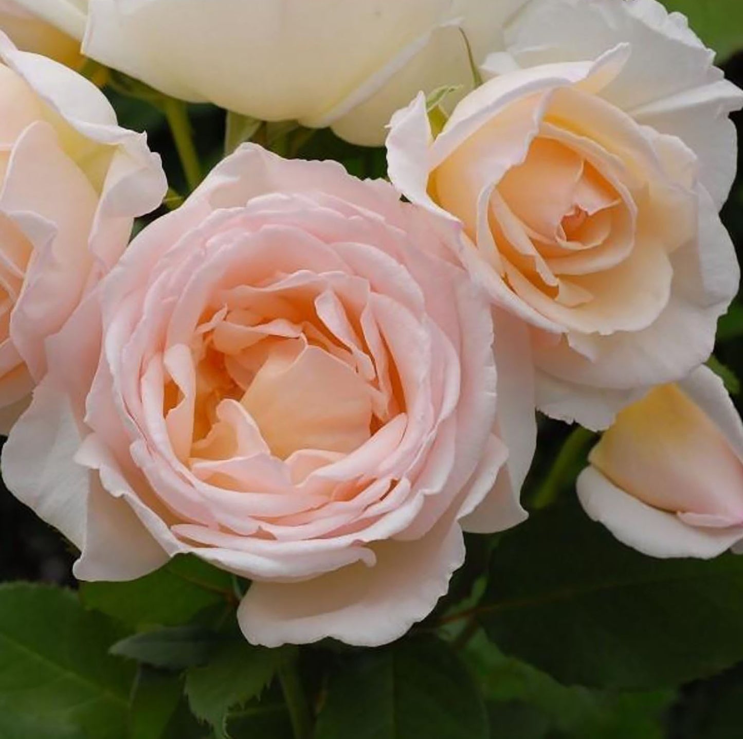 #SPJ077, extremely similar to Kaoruno 熏乃, Japanese Floribunda Rose, Strong fragrance. Non-Grafted/Own Root.