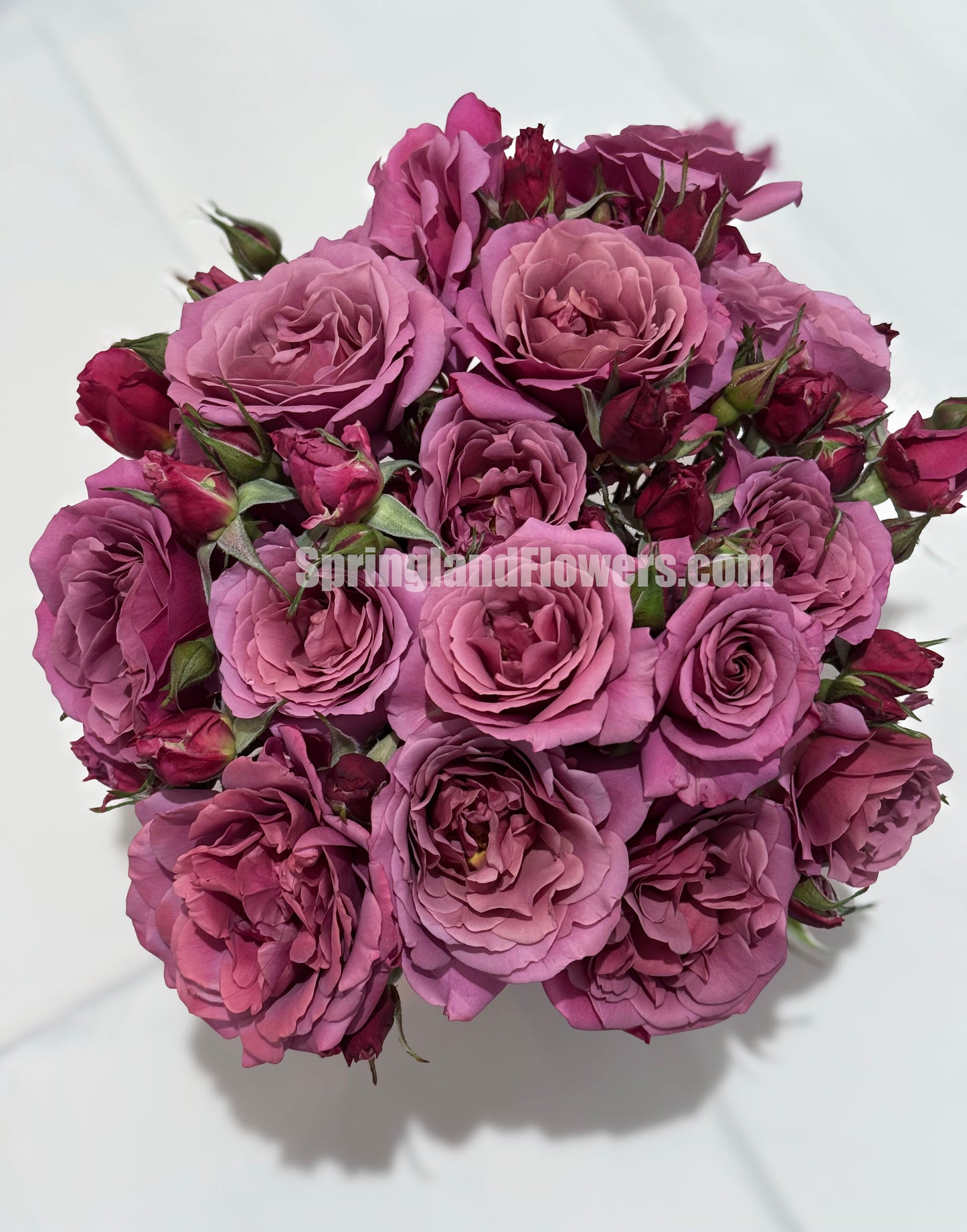 #SPJ061,Aoi 葵, Japanese Floribunda Rose,Non-Grafted/Own Root.