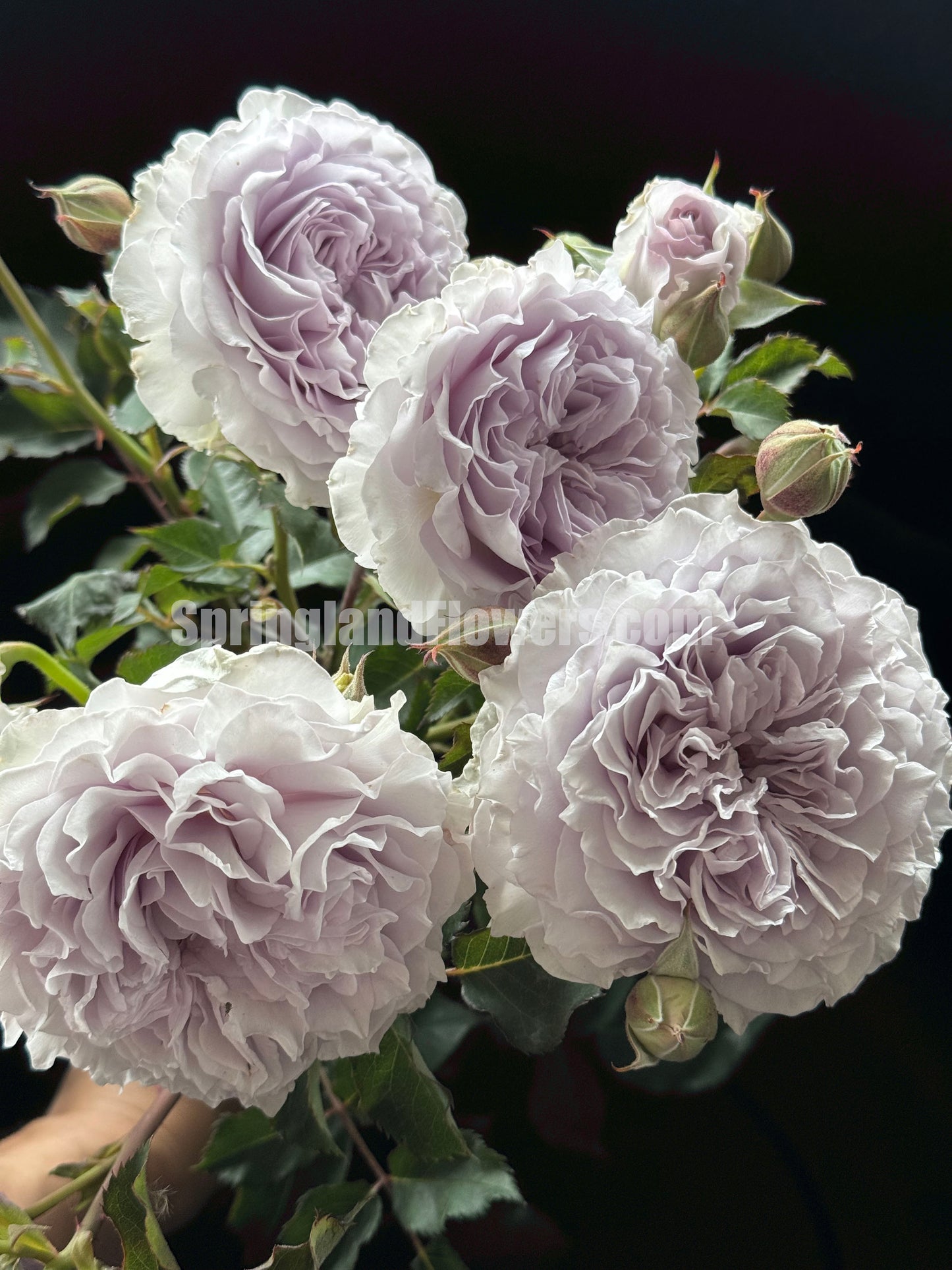 #SPC186, JiSe/Azure Tranquility 霁色, Chinese Shrub Rose, Non-Grafted/Own Root.