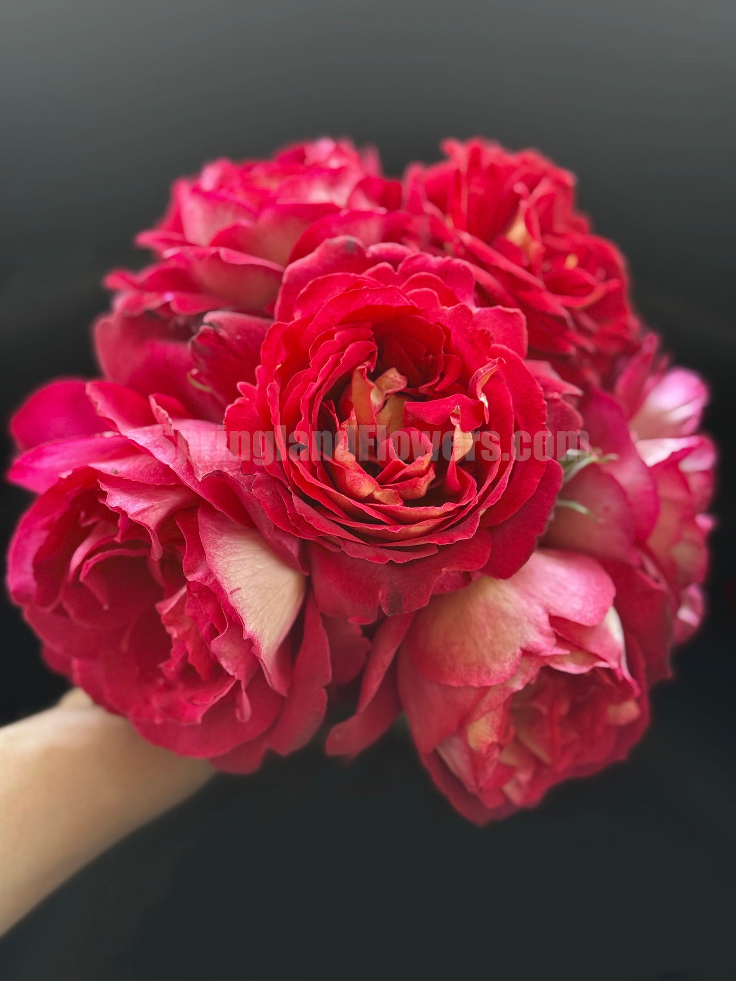#SPF037,extremely similar to Dominique Massad 马萨德医生, French Shrub Rose,strawberry fragrance, repeat flowering, Non-Grafted/Own Root.