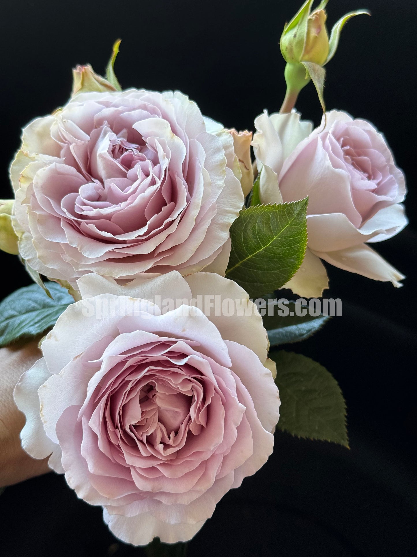 #SPJ157, NEW! Camille 卡米尔,Japanese Climbing Rose, Disease-resistant.