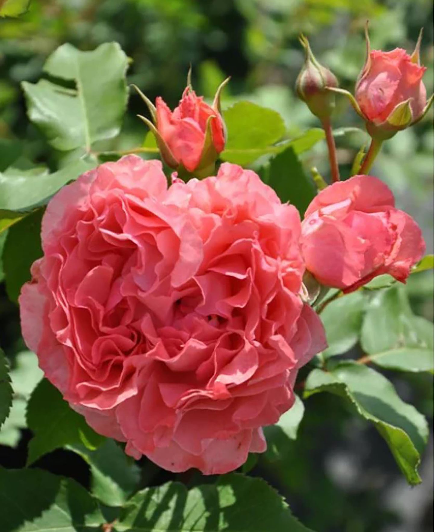 #SPJ049, Corail gelee 珊瑚果冻,Japanese Shrub Rose, Non-Grafted/Own Root.