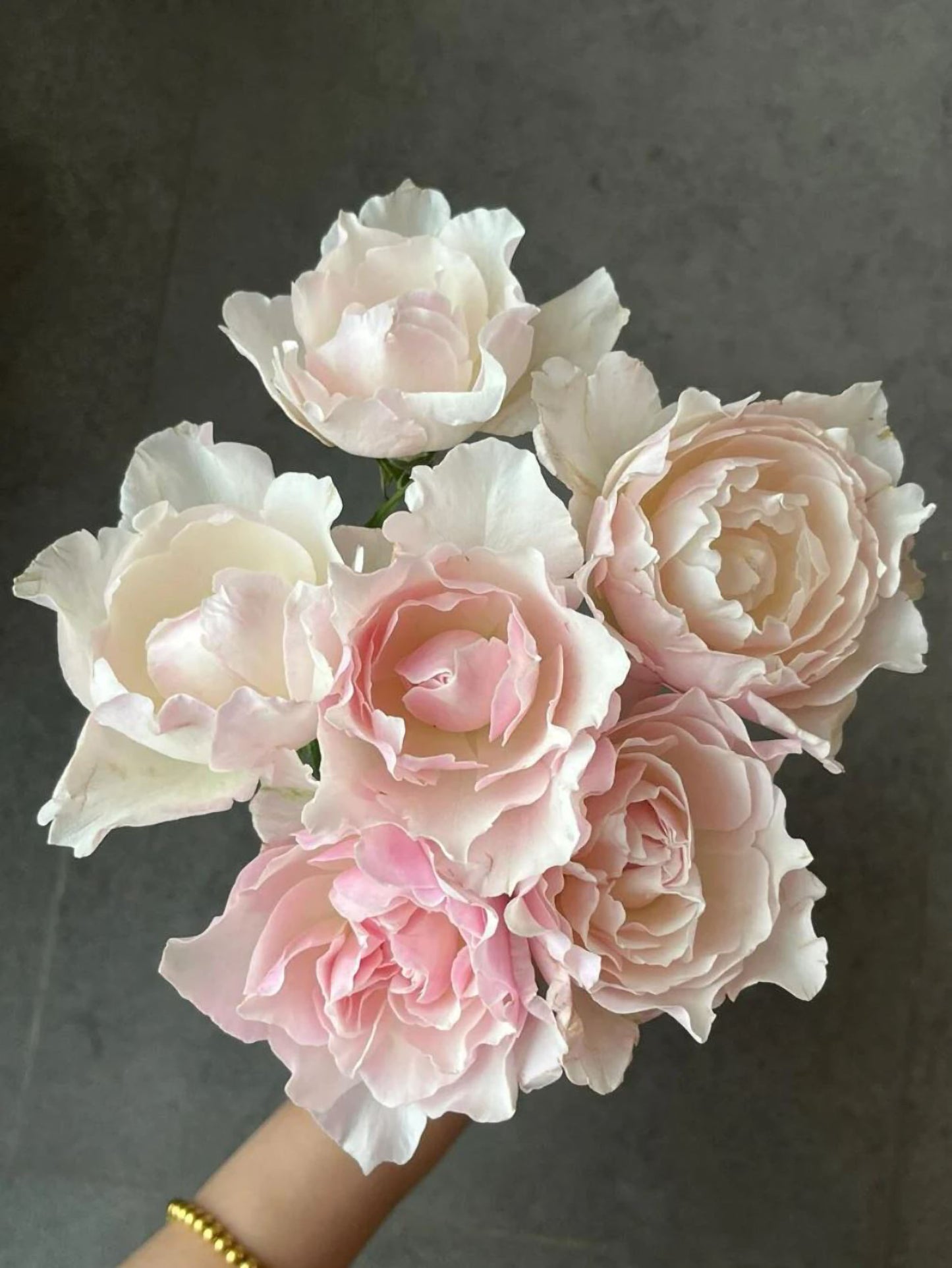 #SPJ096, Princess Tenko 天宫公主,Japanese Shrub Rose , Strong Fruity Sweet Fragrance, Large, Non-Grafted/Own Root.