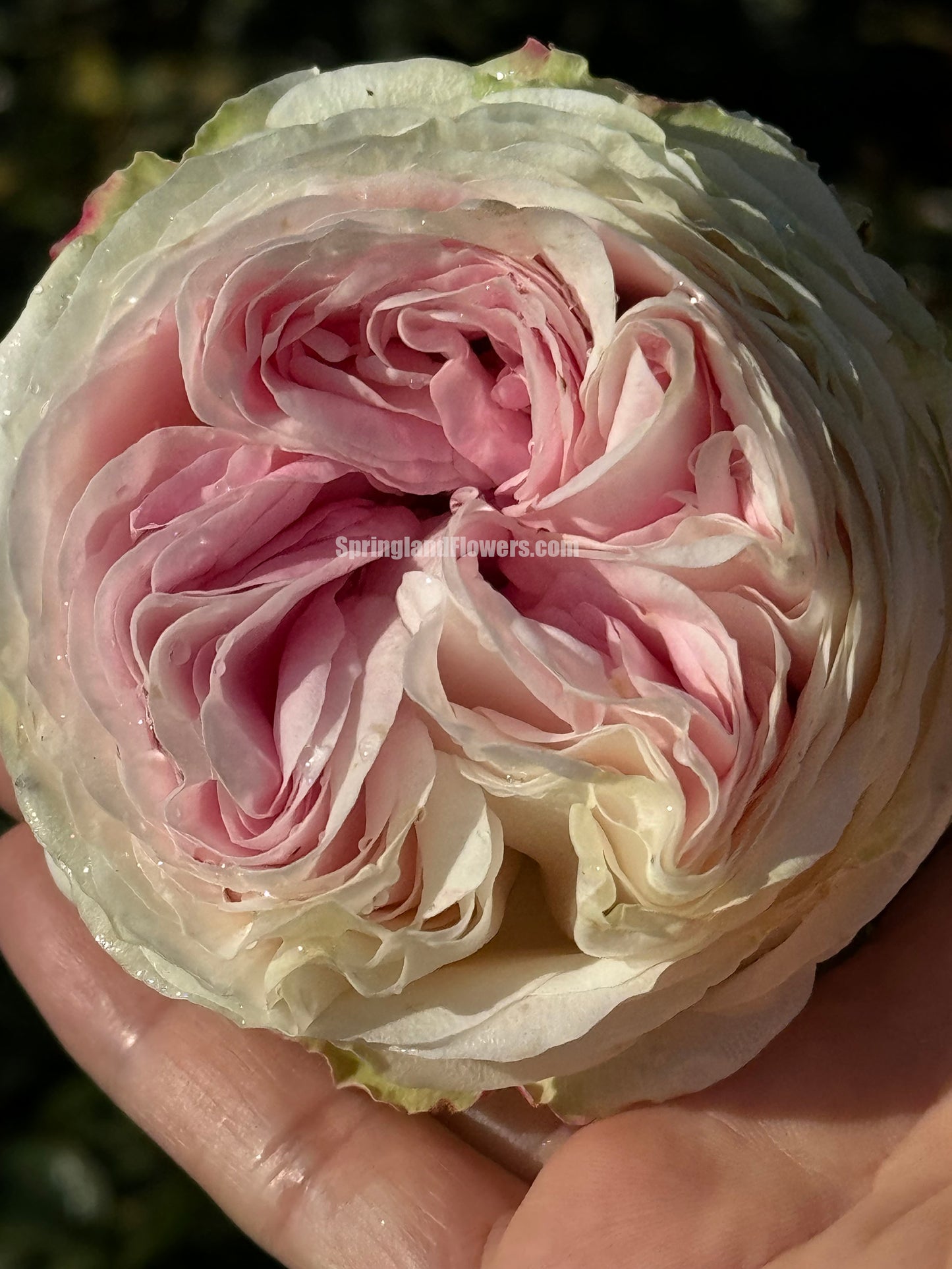 #SPN040,extremely similar to Lorena Summerhouse 蕾娜山庄, Florist Shrub Rose, Heat-tolerant, disease-resistant, Non-Grafted/Own Root.