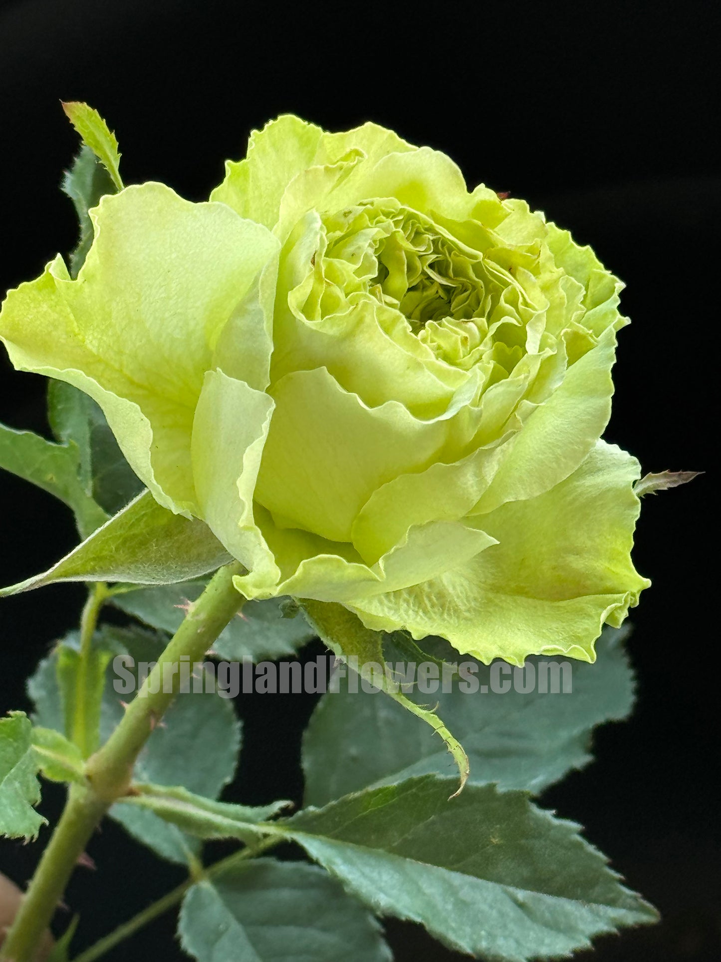 Super Green 超级绿/绿舞裙,Shrub Rose, Long Flowering Period,Non-Grafted/Own Root.