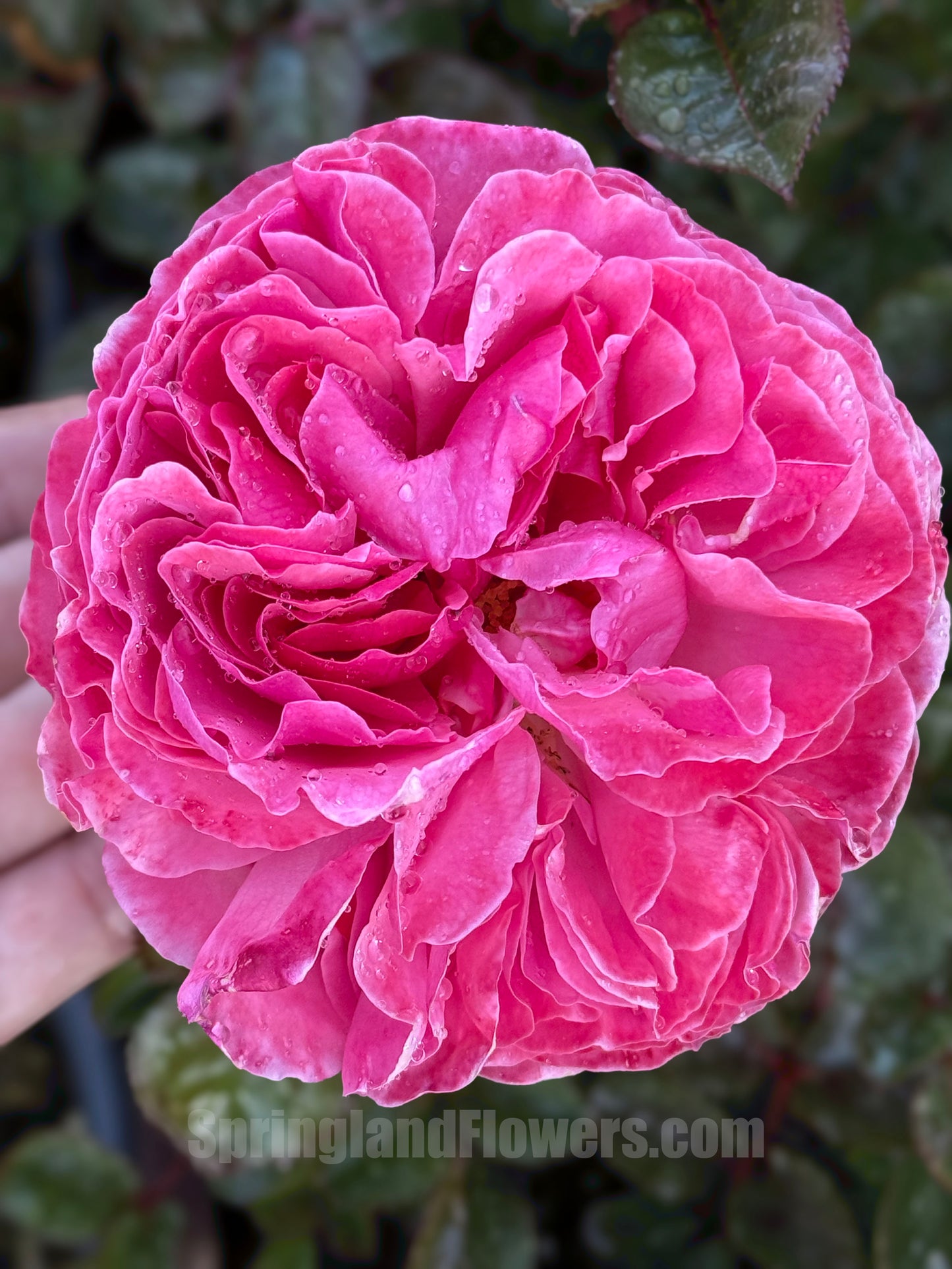 #SPG045,extremely similar to Flora Colonia 科隆百花园, German Climbing & Shrub Roses, Large, Strong fragrance.Heat-tolerant, disease-resistant, Non-Grafted/Own Root.