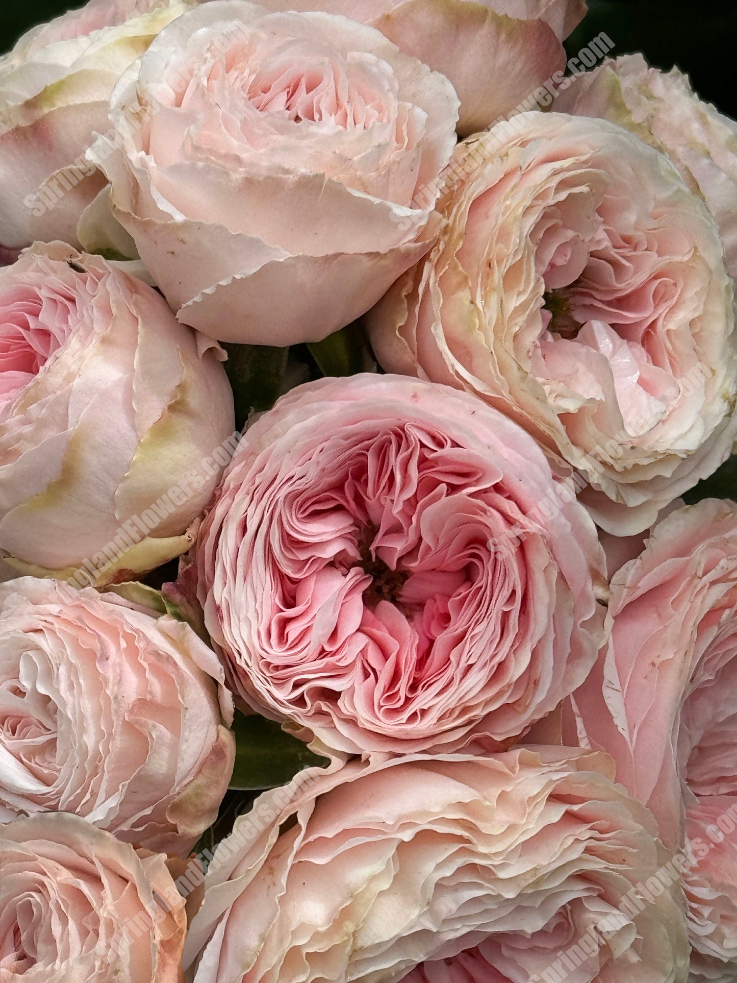 M-Pink Moon 粉月亮,Japases Floribunda Rose, Florists Rose. Thornless, Heat-tolerant, disease-resistant, Non-Grafted/Own Root.