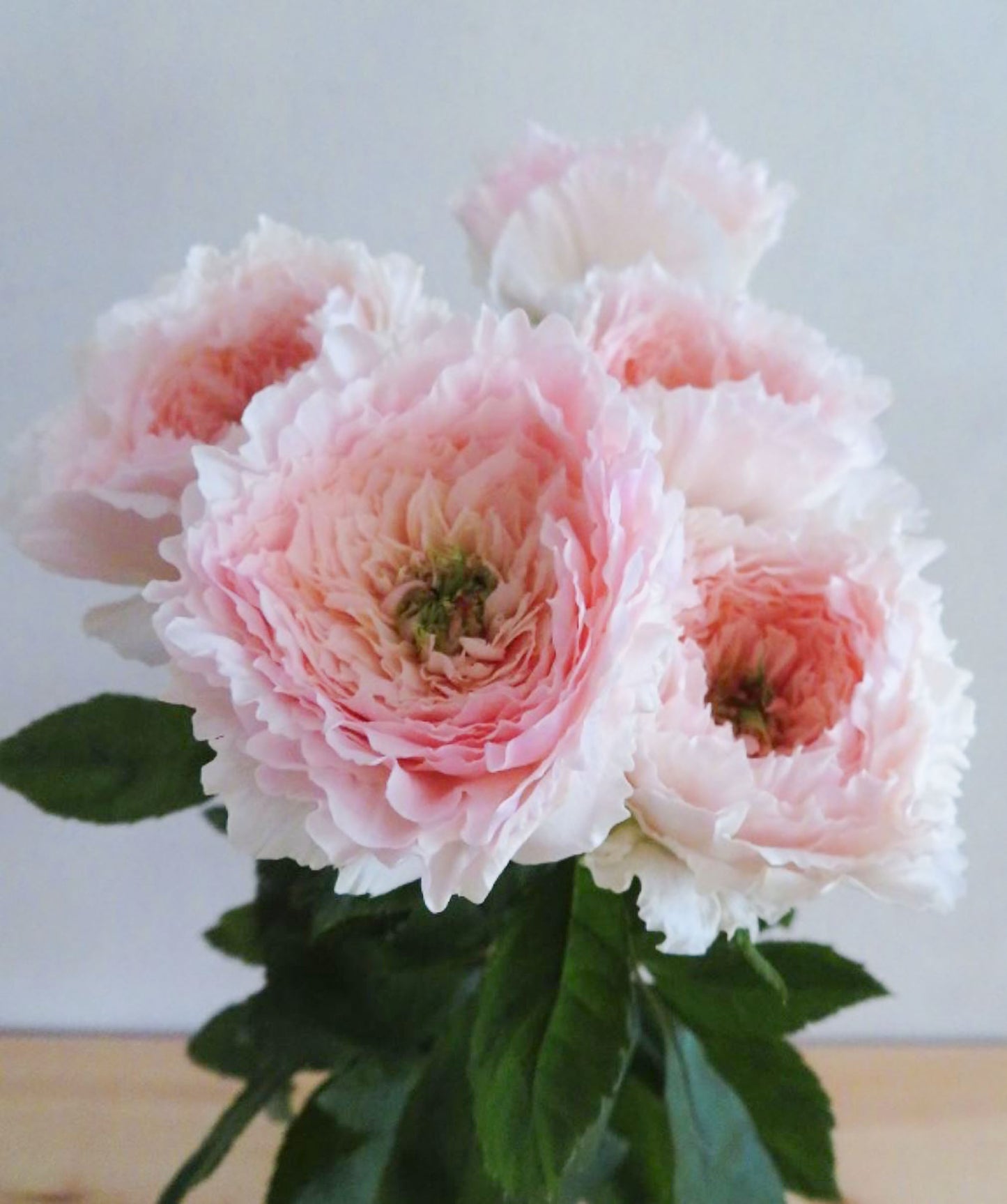 #SPJ151, Extremely Similar to Tsumugi-Hirari 紬-轻柔, Japanese Florist Shrub Rose, Non-Grafted/Own Root.