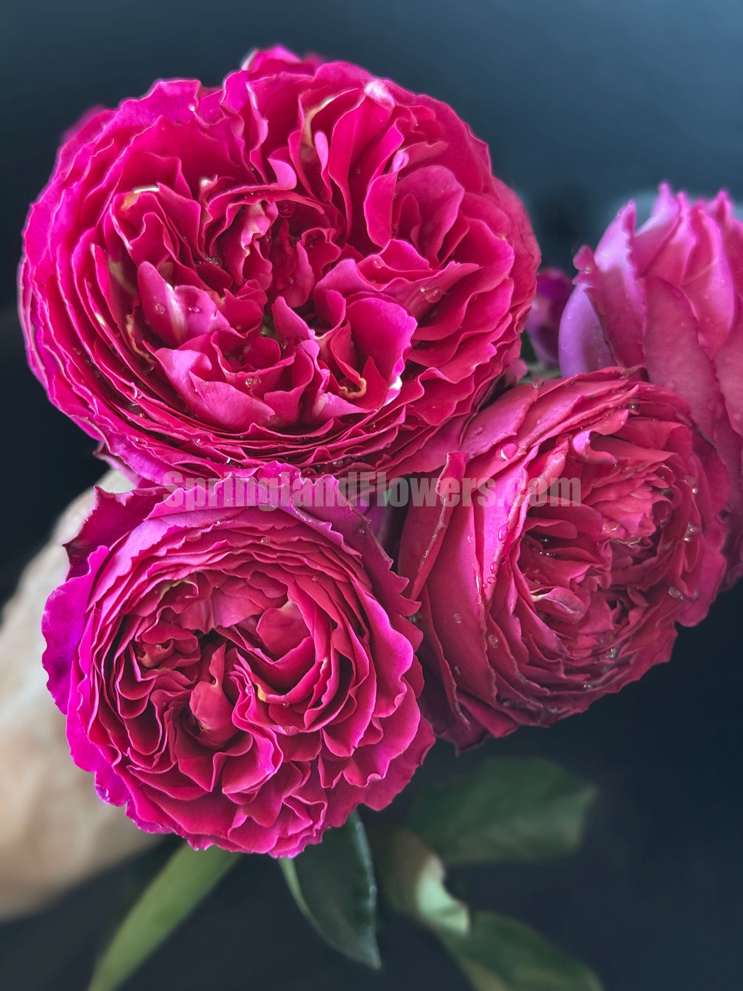 #SPJ104, Yves Jardin Parfumé 伊芙芳香花园,Japanese Shrub Rose, Robust Old Rose Fragrance, Non-Grafted/Own Root.