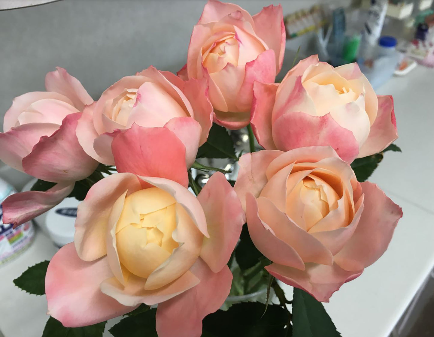 #SPJ030, Chance Pom 苹果运气, Japanese Florist Shrub Rose, Non-Grafted/Own Root.