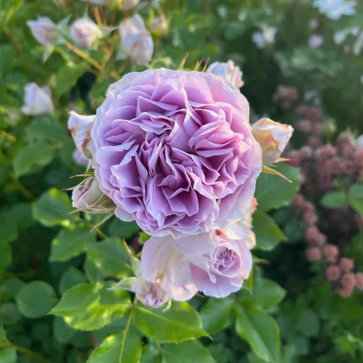 #SPJ132,NEW ! 2023. Rêverie 河本梦想, Japanese Floribunda Rose, Non-Grafted/Own Root.
