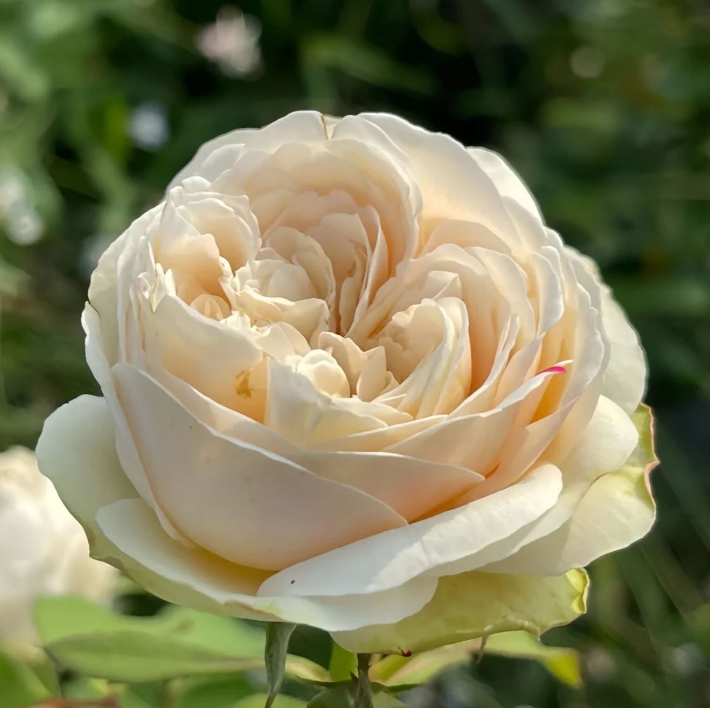 #SPJ165,Shiratama 白玉,Japanese Floribunda Rose.
