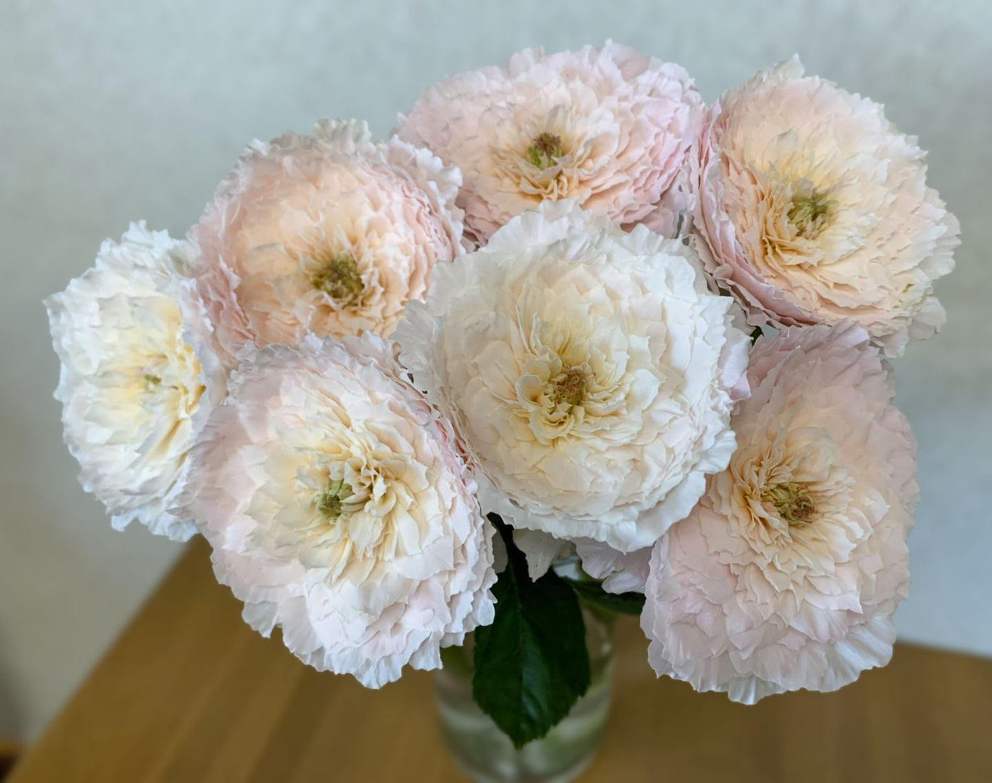 #SPJ151, Extremely Similar to Tsumugi-Hirari 紬-轻柔, Japanese Florist Shrub Rose, Non-Grafted/Own Root.