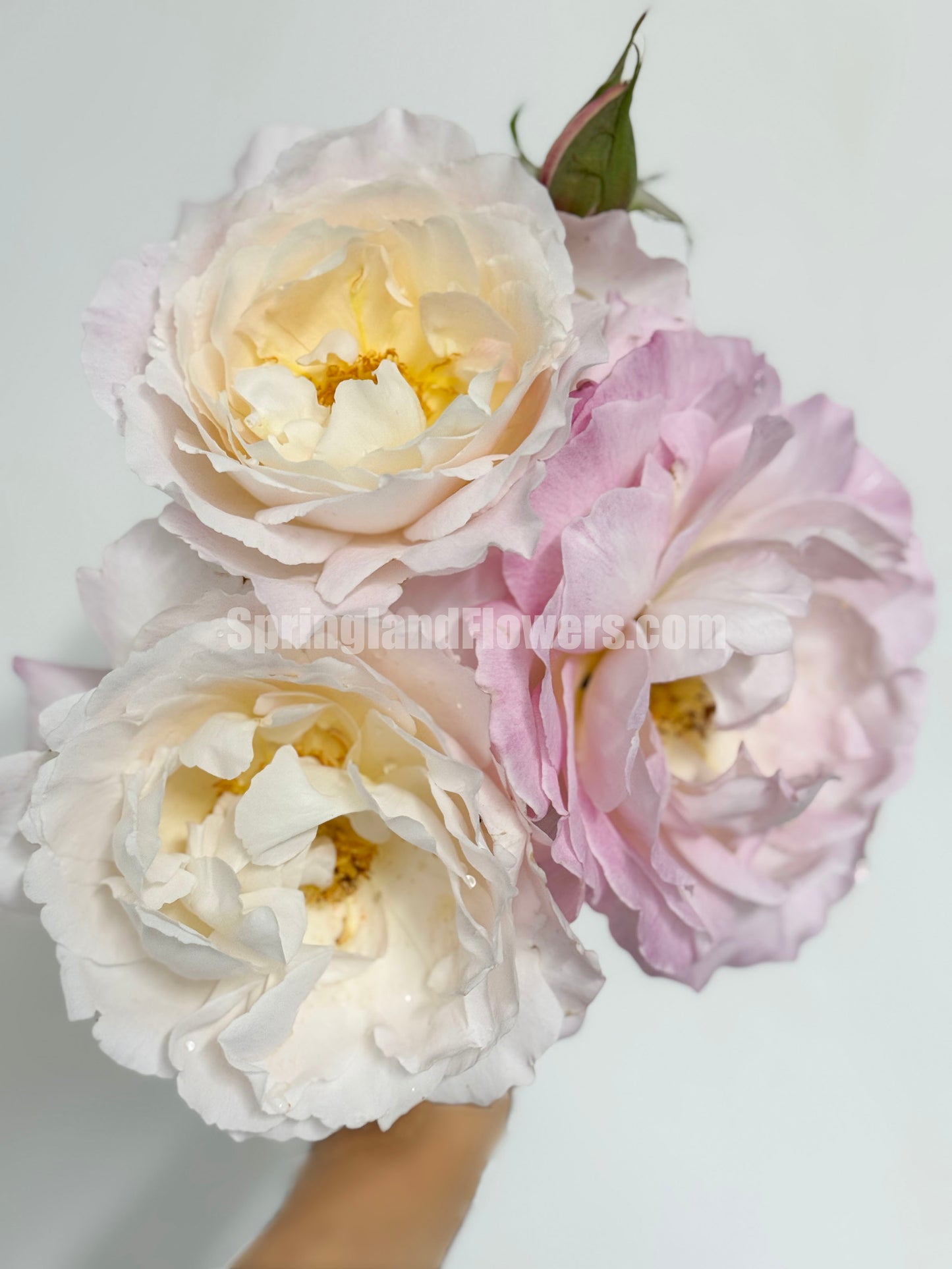 #SPJ096, Princess Tenko 天宫公主,Japanese Shrub Rose , Strong Fruity Sweet Fragrance, Large, Non-Grafted/Own Root.