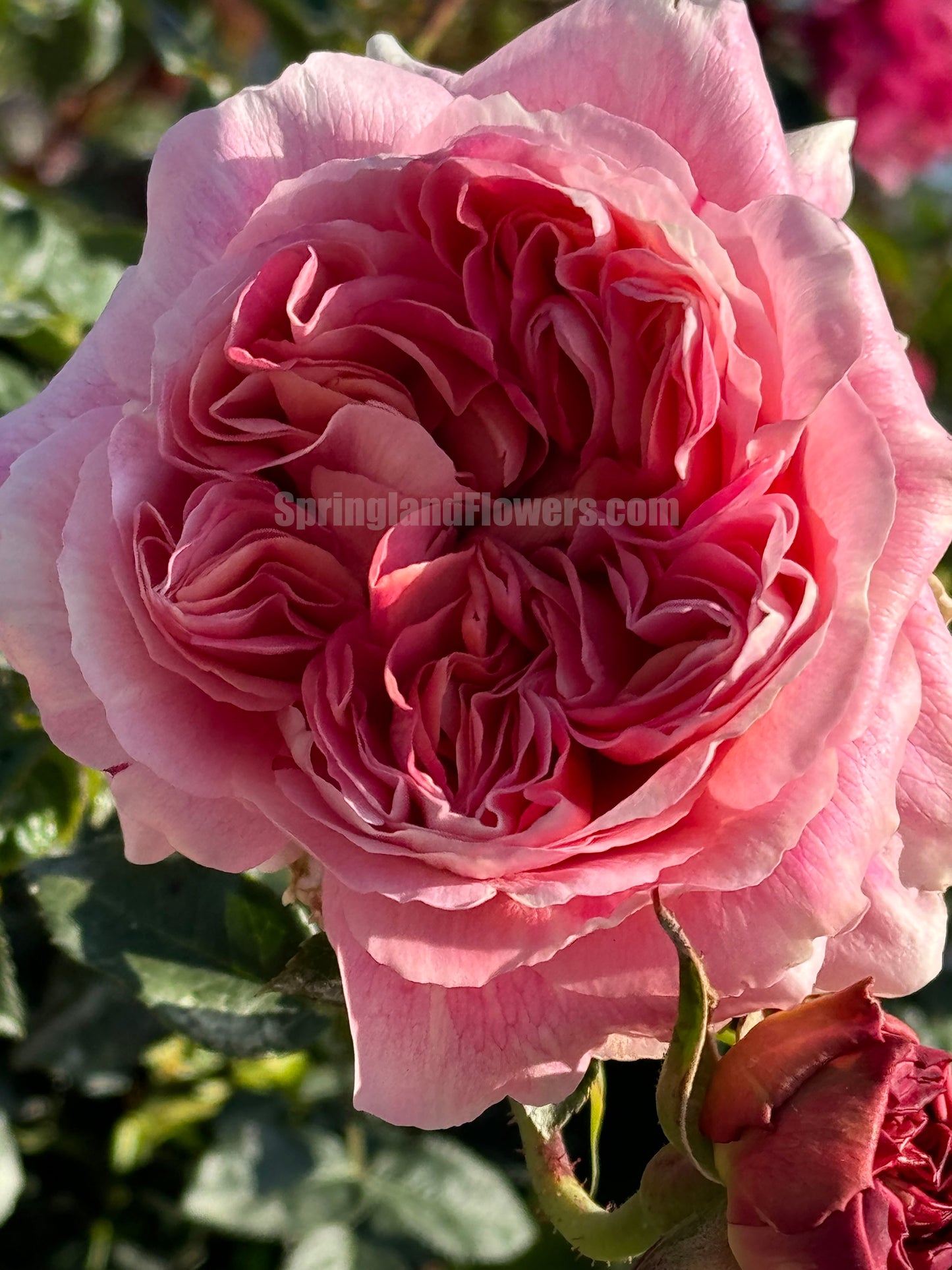 #SPJ094 ,Sunset Blush 羞颜, Japanese Florist Shrub Rose,Non-Grafted/Own Root.