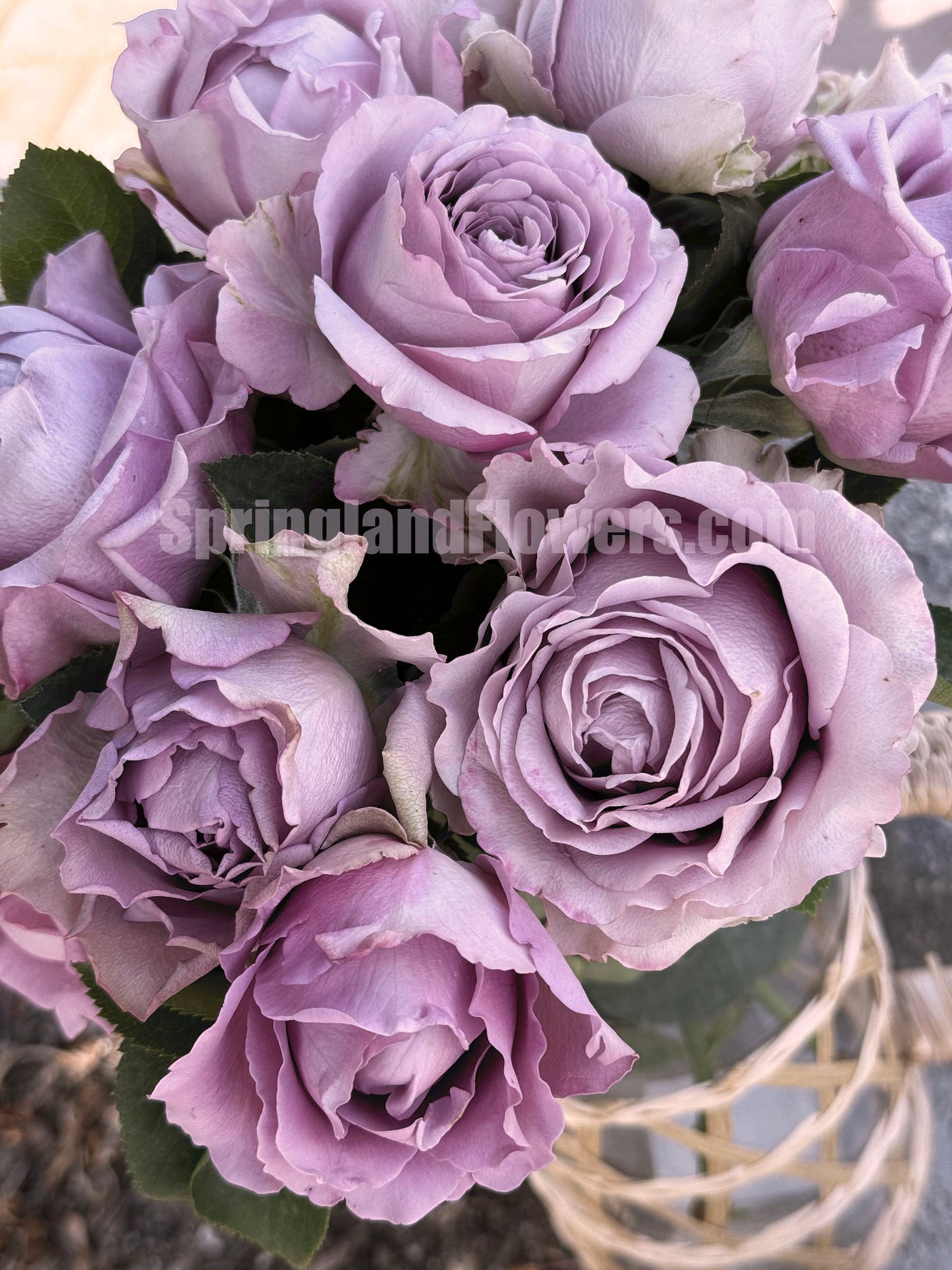 #SPQ004, Amethyst 紫龙晶, Florist Shrub Rose, Heat-resistant, Non-Grafted/Own Root.