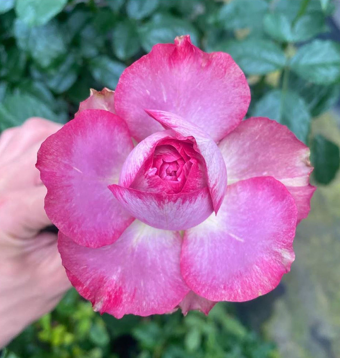 #SPJ124,Nothing without you 不能没有你/非你莫属,Japanese Florist Shrub Rose , Non-Grafted/Own Root.