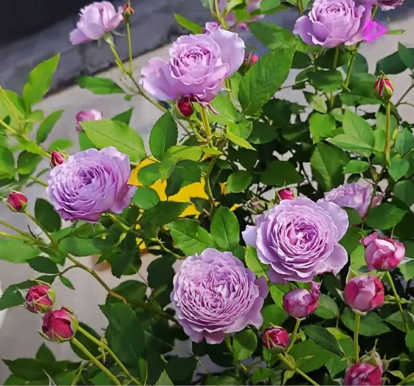 #SPC187, NEW! 2022. Blue Silken Orb 蓝丝球,Floribunda Rose, Thornless, Heat-tolerant, Disease-resistant.
