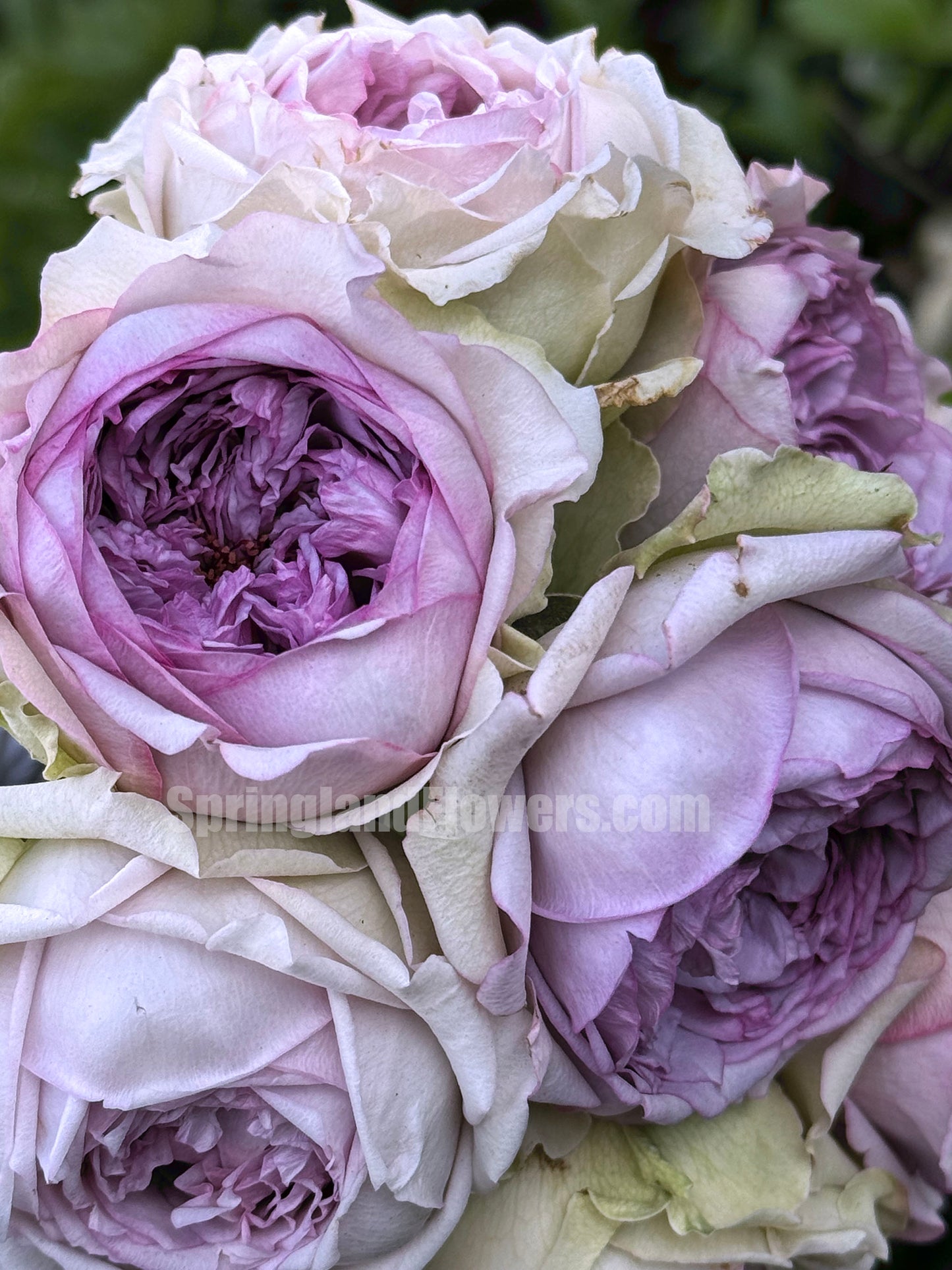 #SPJ048,extremely similar to Coffret 首饰盒, Japanese Shrub Rose,Heat Resistant, Non-Grafted/Own Root.