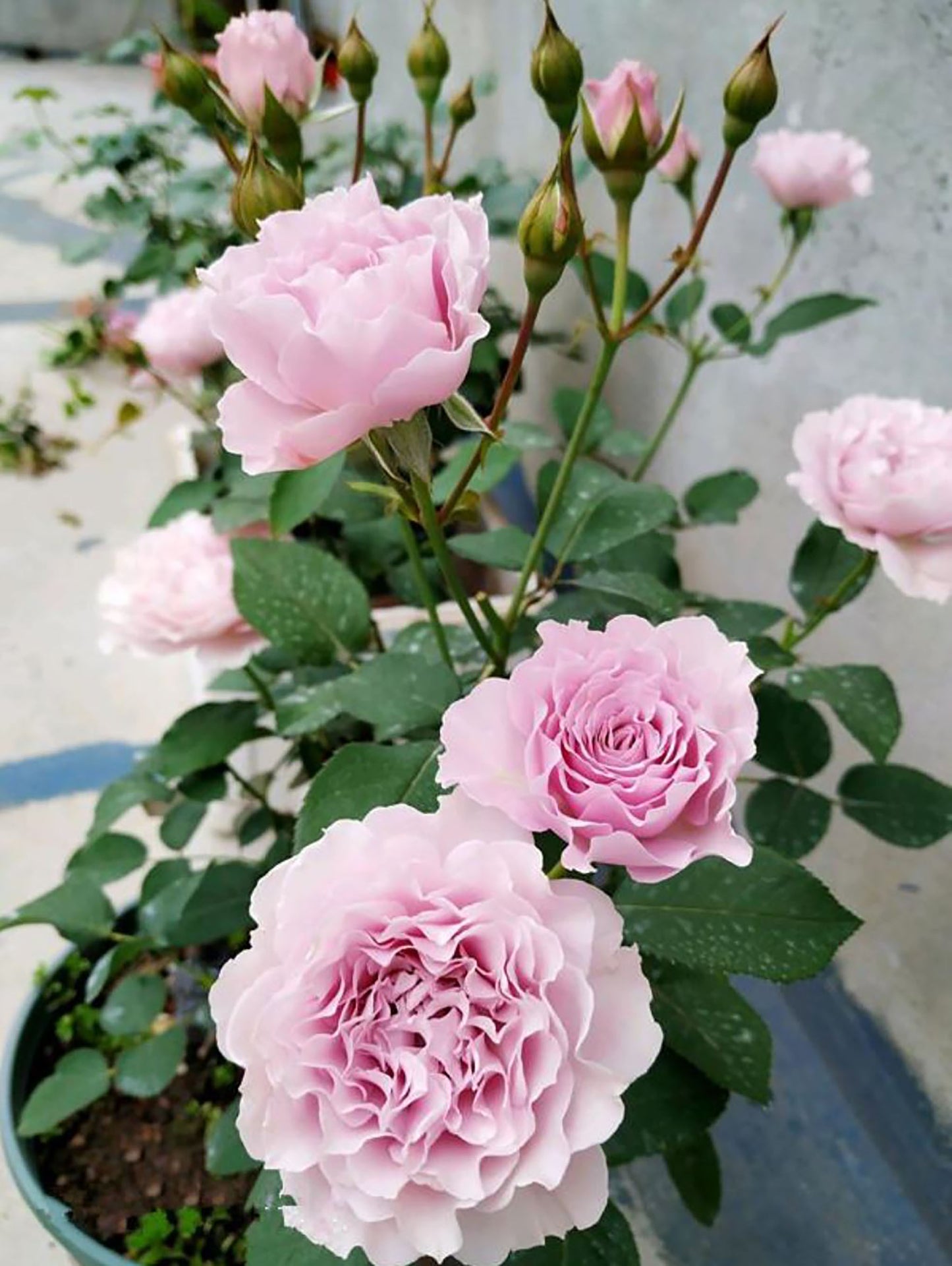 #SPJ172,Libellula 蜻蜓 , Japanese Shrub Rose. Non-Grafted/Own Root.