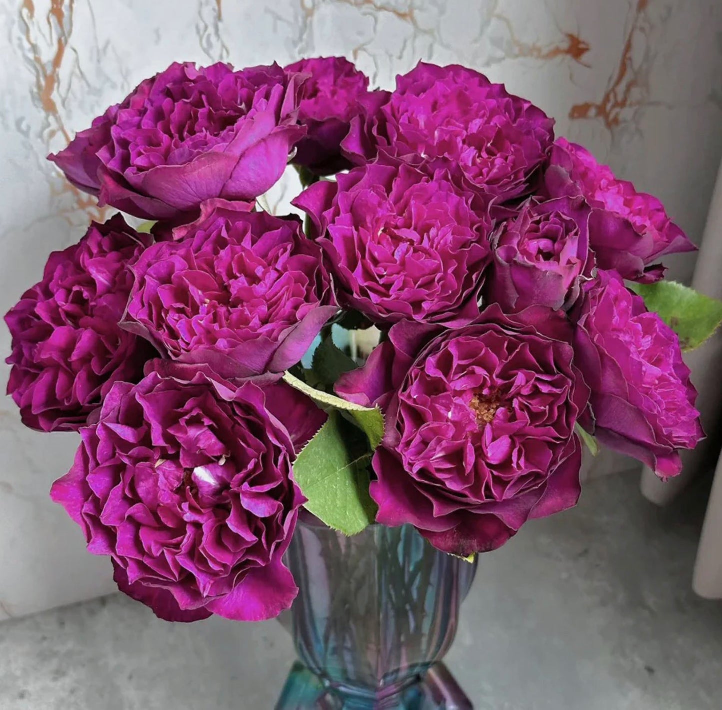 #SPJ148,Velvety Twilight 暮光之城,Japanese Floribunda Rose, Non-Grafted/Own Root.