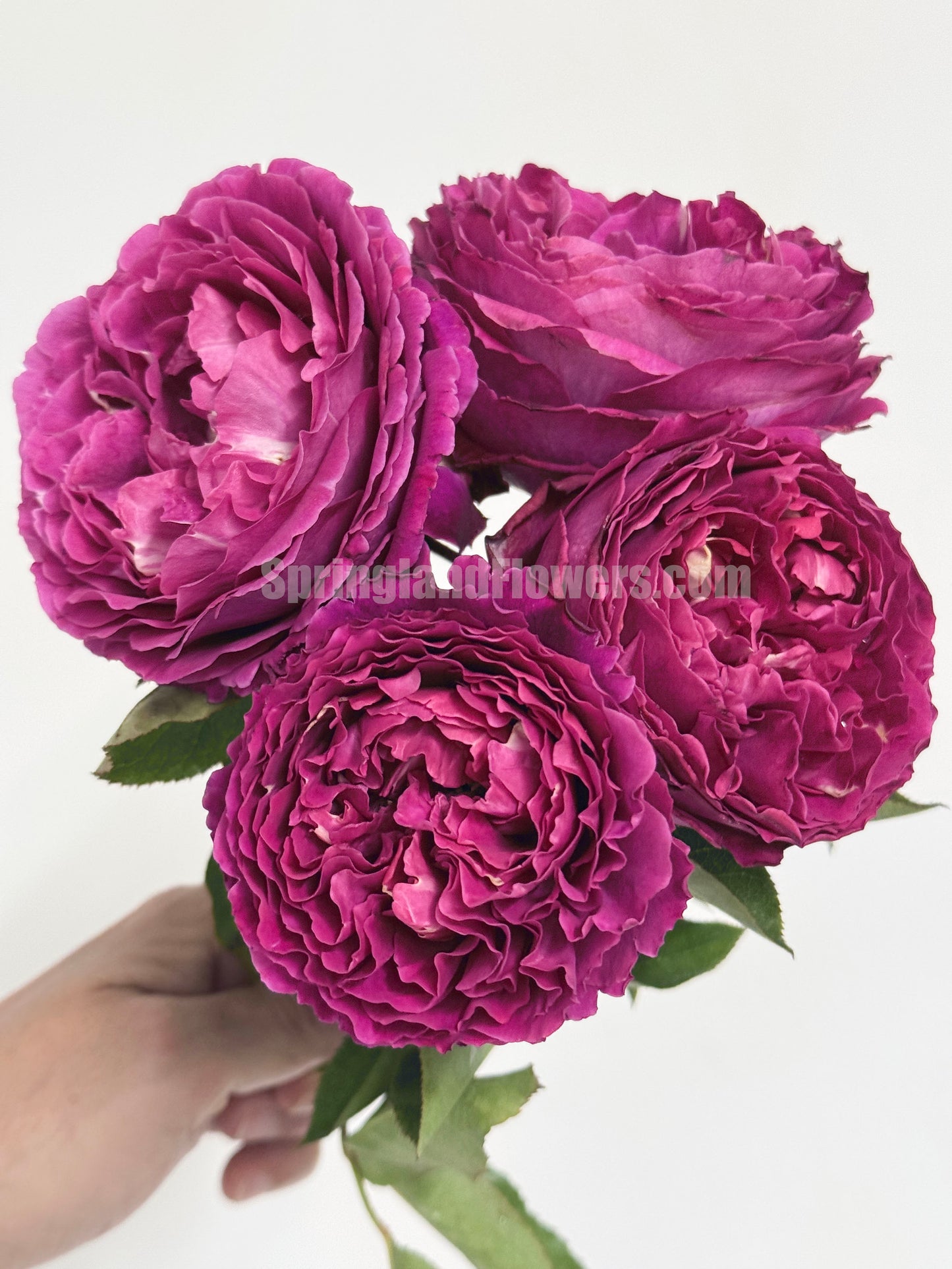 #SPJ104, Yves Jardin Parfumé 伊芙芳香花园,Japanese Shrub Rose, Robust Old Rose Fragrance, Non-Grafted/Own Root.