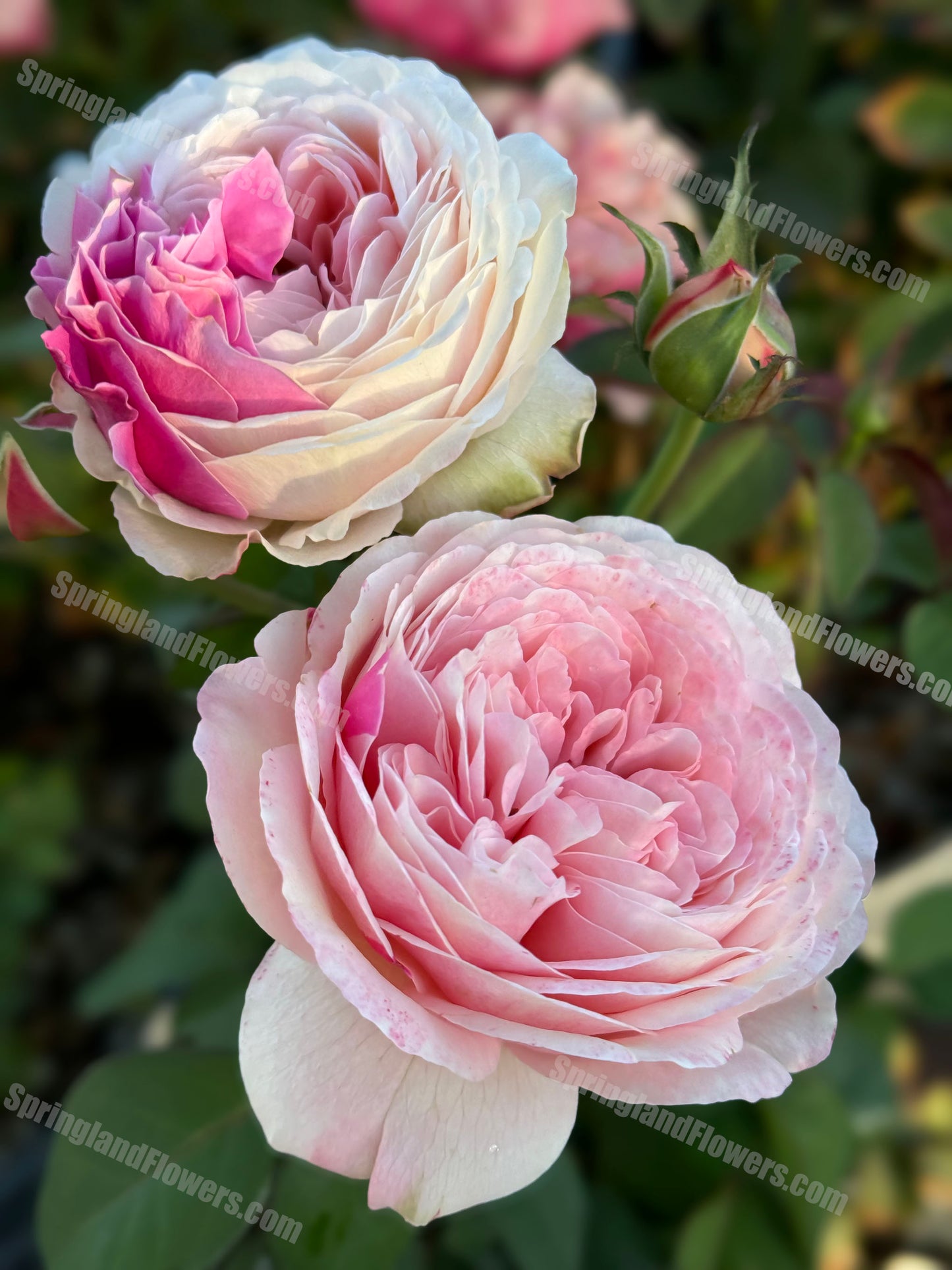 #SPJ166, Tamaki 环, Japanese Shrub Rose,Non-Grafted/Own Root.
