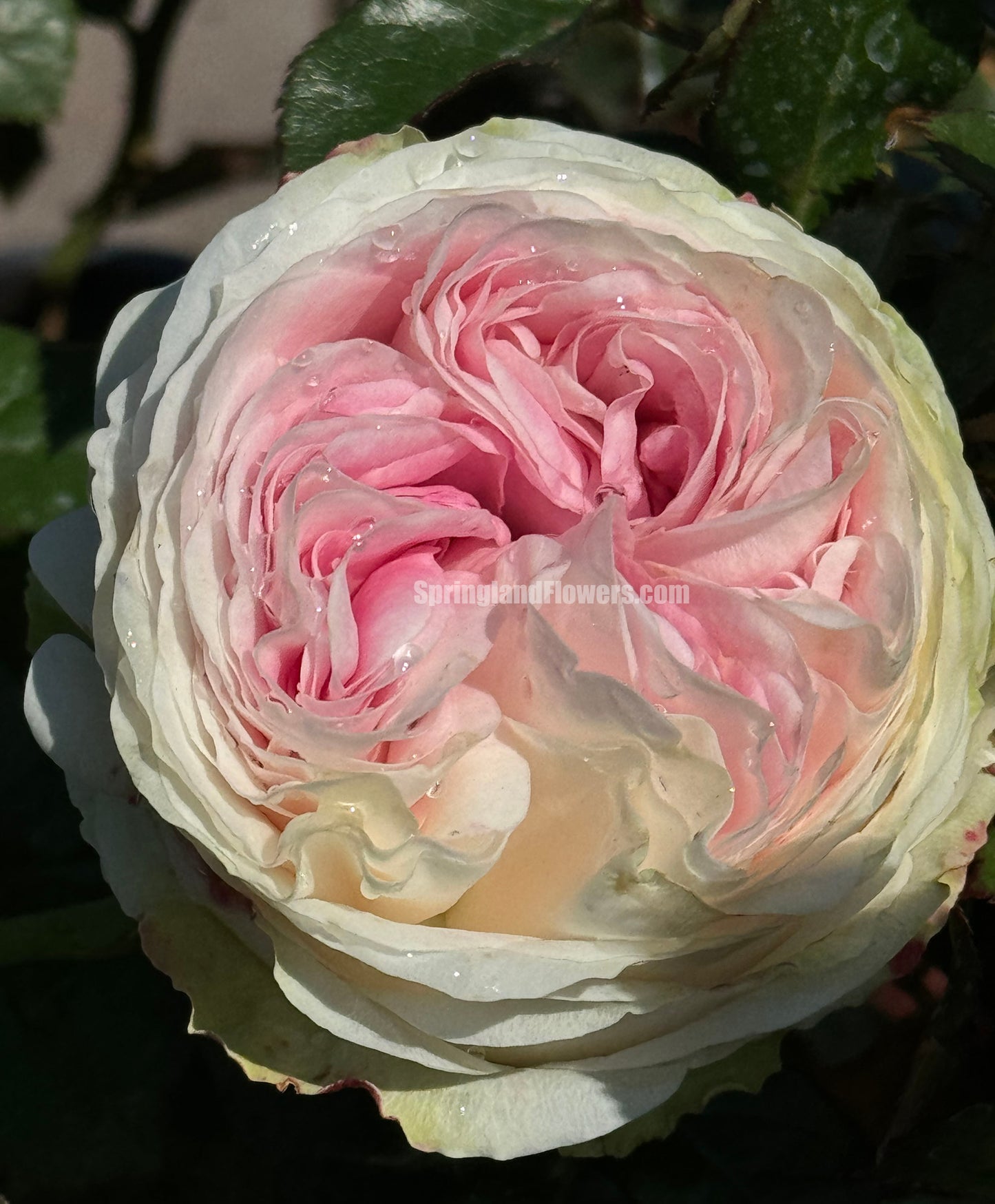 #SPN040,extremely similar to Lorena Summerhouse 蕾娜山庄, Florist Shrub Rose, Heat-tolerant, disease-resistant, Non-Grafted/Own Root.