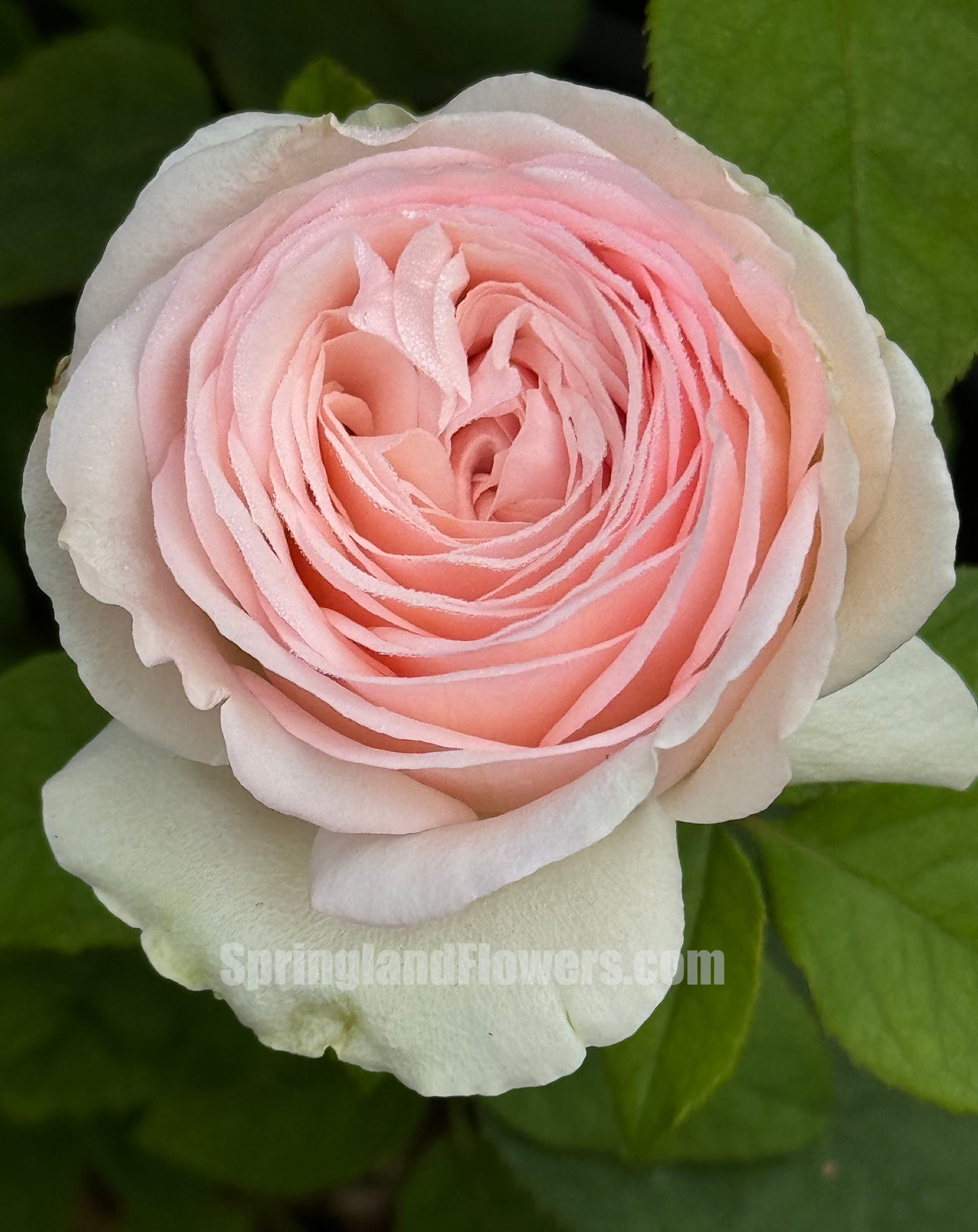 #SPJ179,Mona Lisa 蒙娜丽莎, Japanese Shrub Rose, Non-Grafted/Own Root.