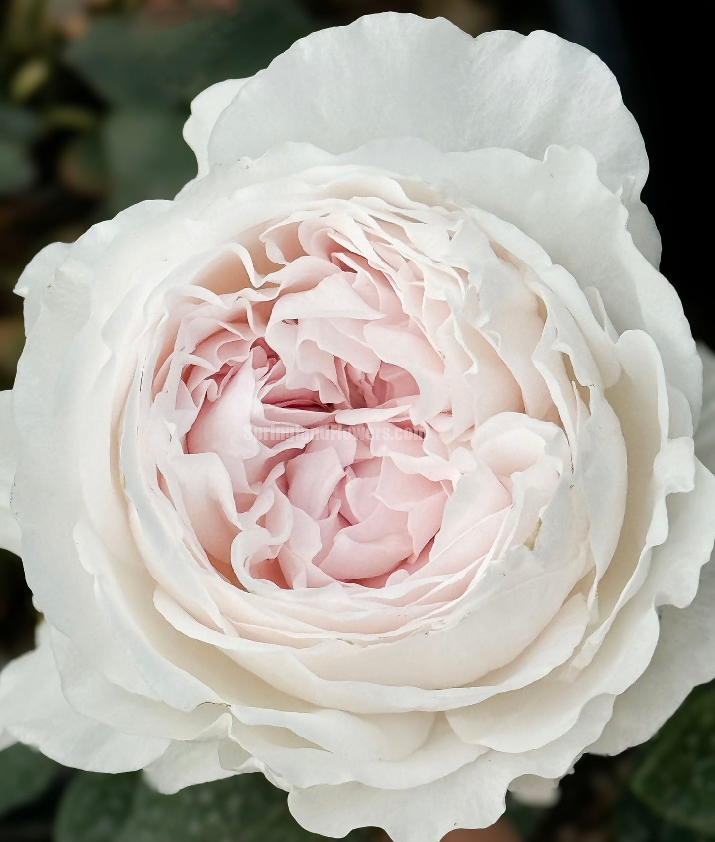 #SPJ257,Les Fraises 草莓奶昔, Japanese Shrub Rose, Large, Upright, Heat-tolerant, disease-resistant, Non-Grafted/Own Root.