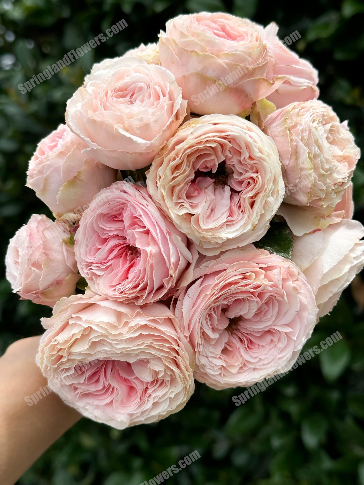 M-Pink Moon 粉月亮,Japases Floribunda Rose, Florists Rose. Thornless, Heat-tolerant, disease-resistant, Non-Grafted/Own Root.