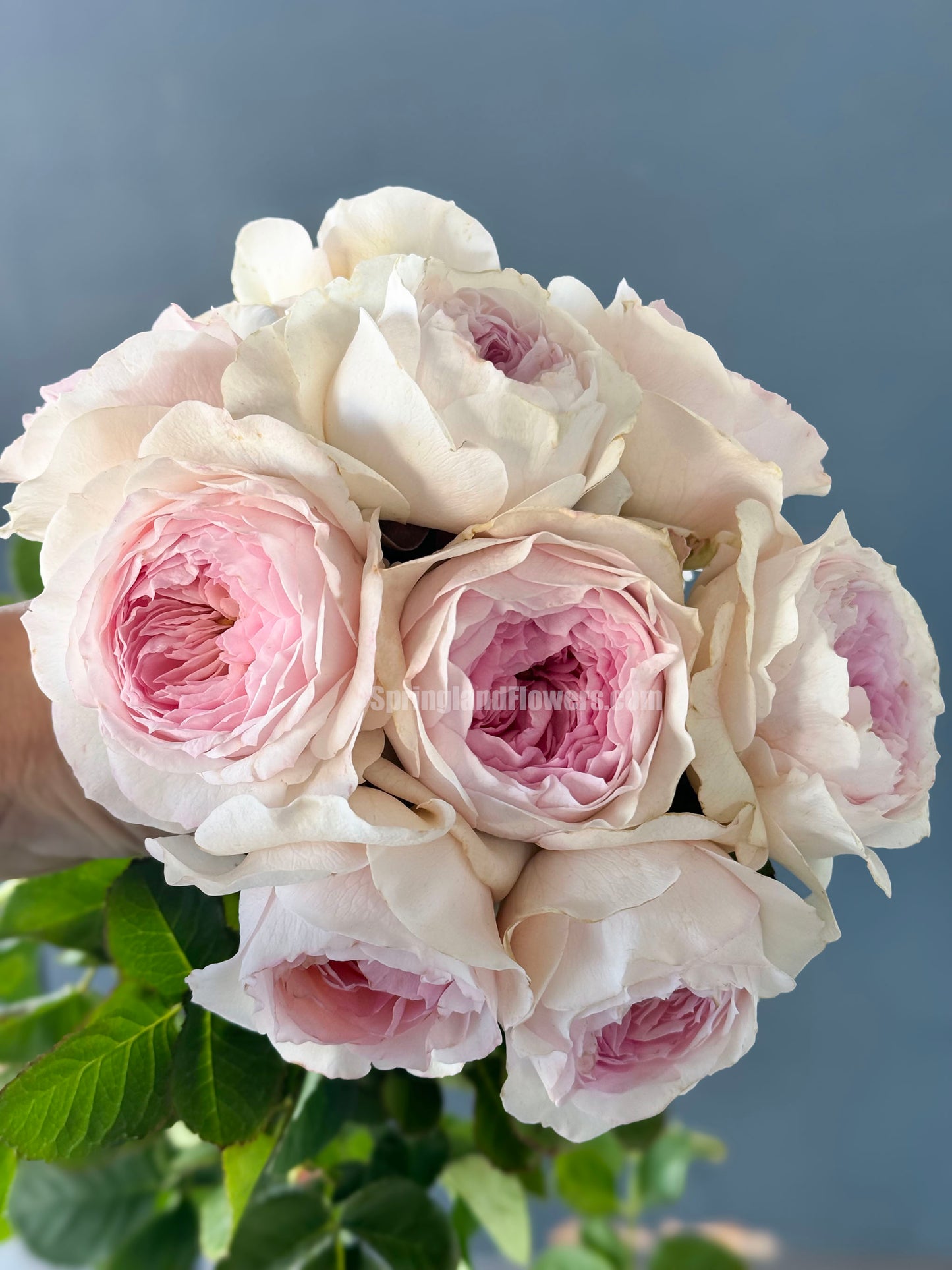 #SPN042,J'adore 真我, Floribunda, Florists Rose. Heat-tolerant, disease-resistant, Non-Grafted/Own Root.