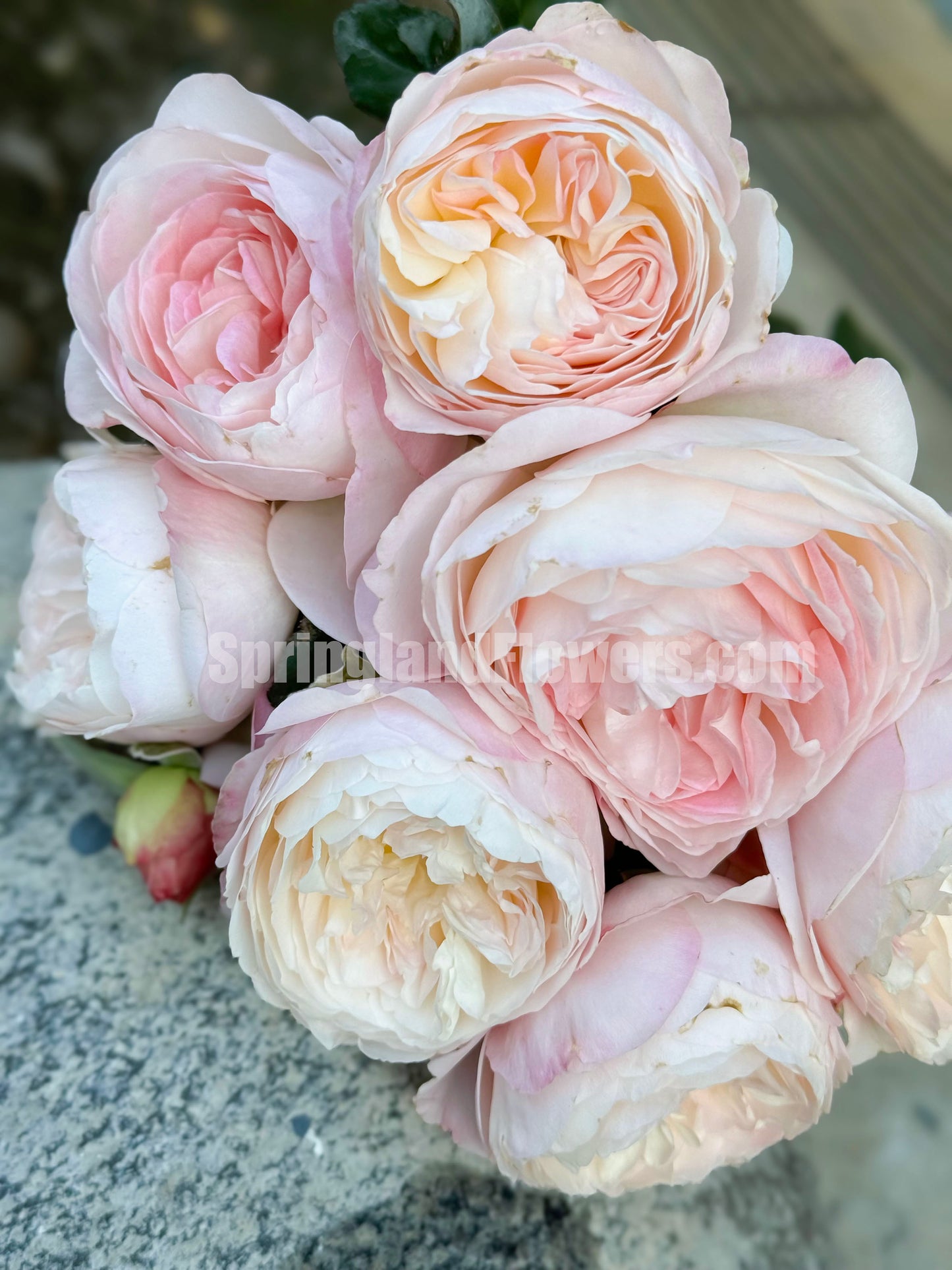 XISHI 西施,Florist Shrub Rose, Non-Grafted/Own Root.