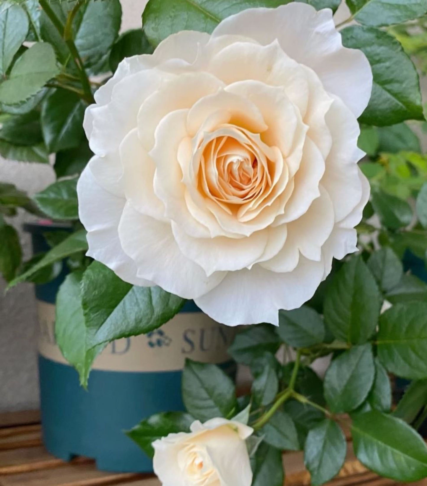 Royal Diva/Opera Queen 皇家迪瓦/歌剧皇后,Shrub Rose, Non-Grafted/Own Root.