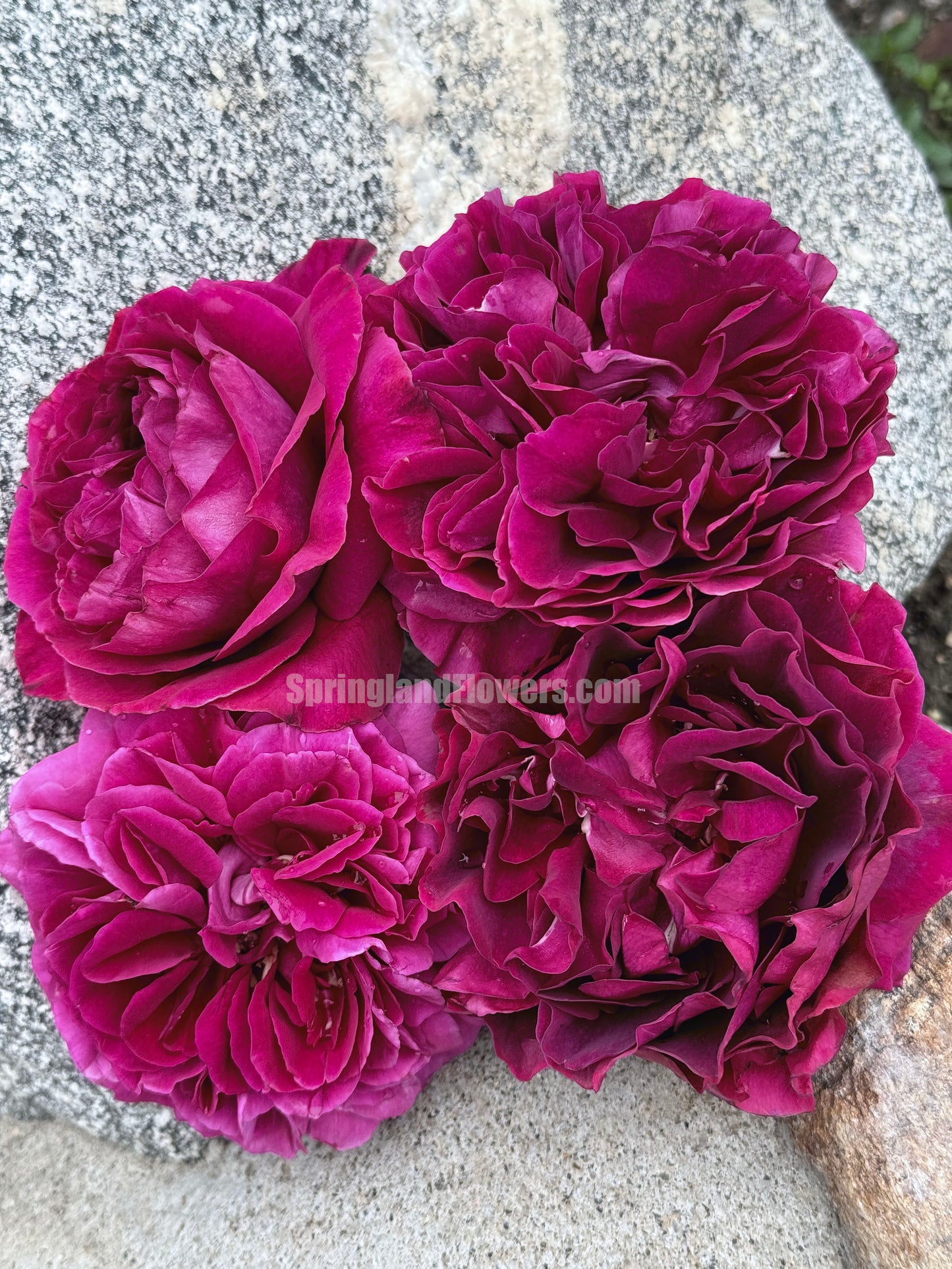 #SPJ138,NEW ! 2023. Extremely Similar to Le Temps Des Cerises 樱桃时节,Japanese Floribunda Rose, Non-Grafted/Own Root.