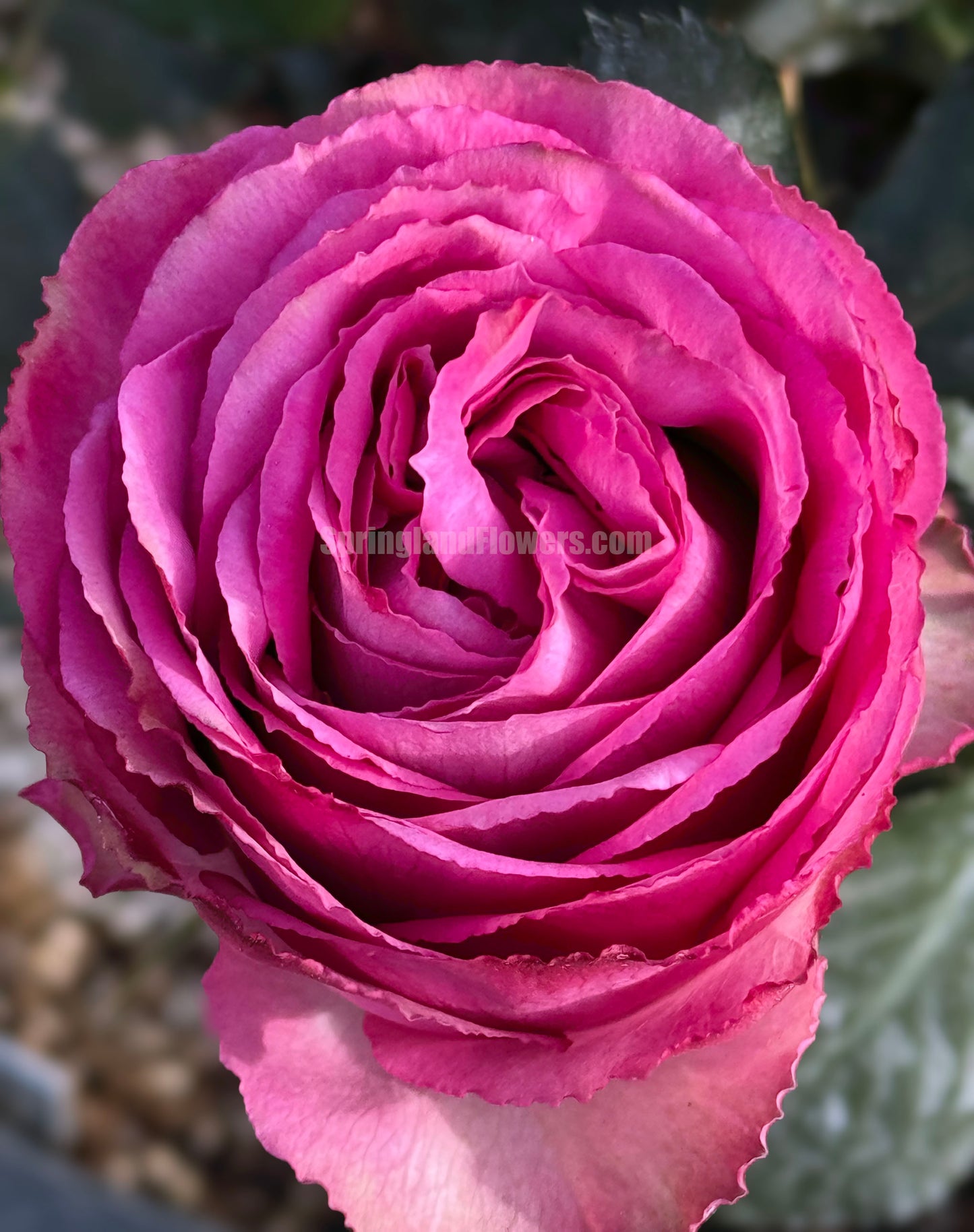 #SPN088,Extremely Similar to Lavender Lace 薰衣草蕾丝, Florist Shrub Rose, Non-Grafted/Own Root.