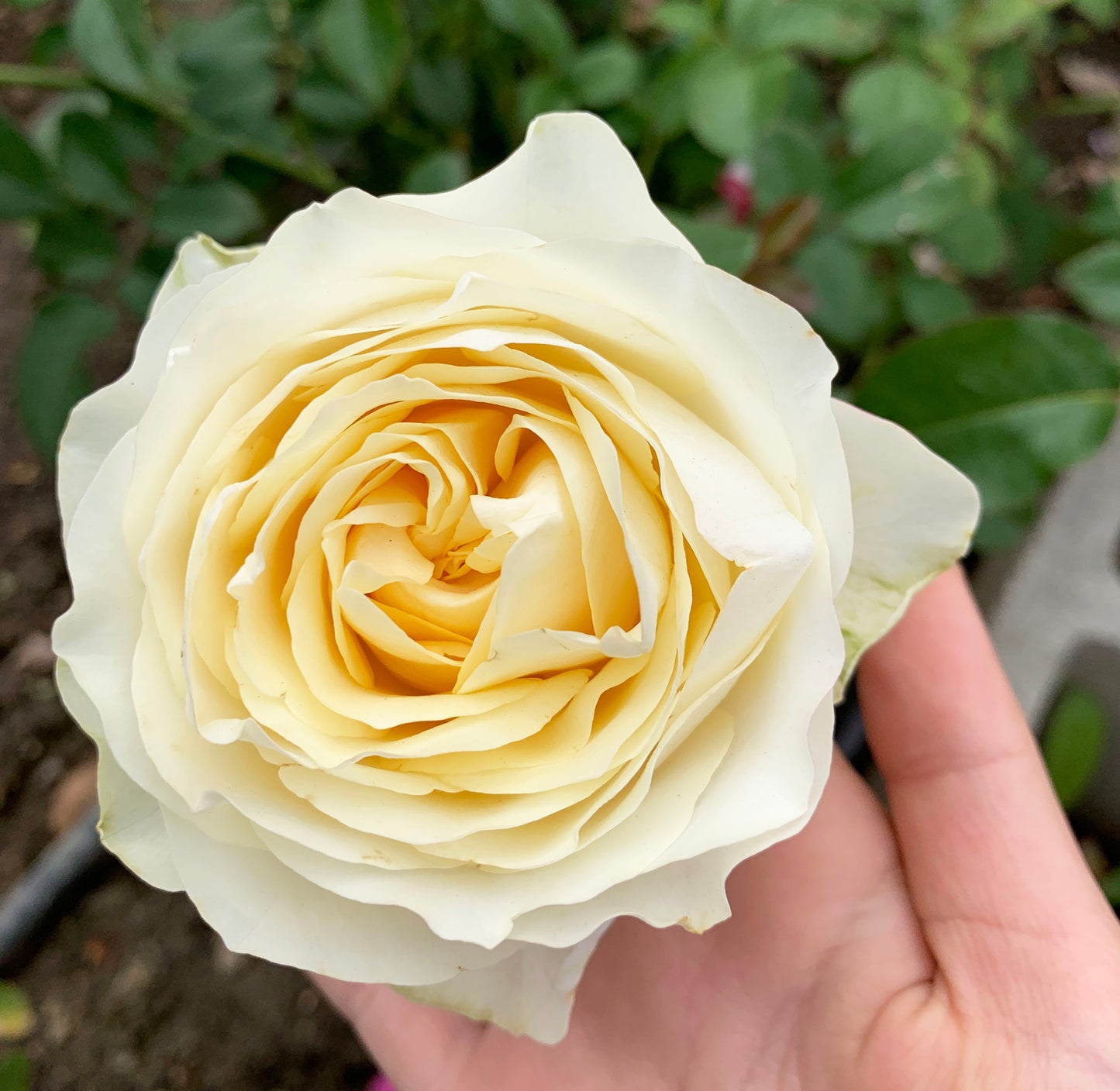 #SPN014, Butter Cup 奶油杯, Netherlands Florist Shrub Rose. disease-resistant, Non-Grafted/Own Root.