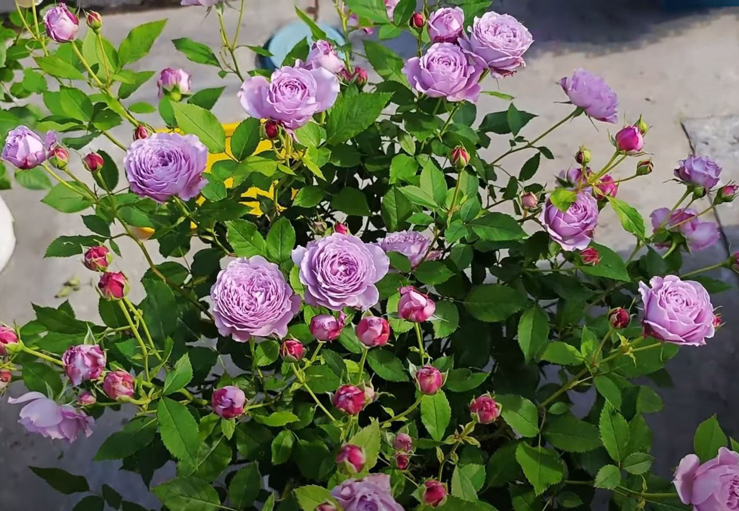 #SPC187, NEW! 2022. Blue Silken Orb 蓝丝球,Floribunda Rose, Thornless, Heat-tolerant, Disease-resistant.