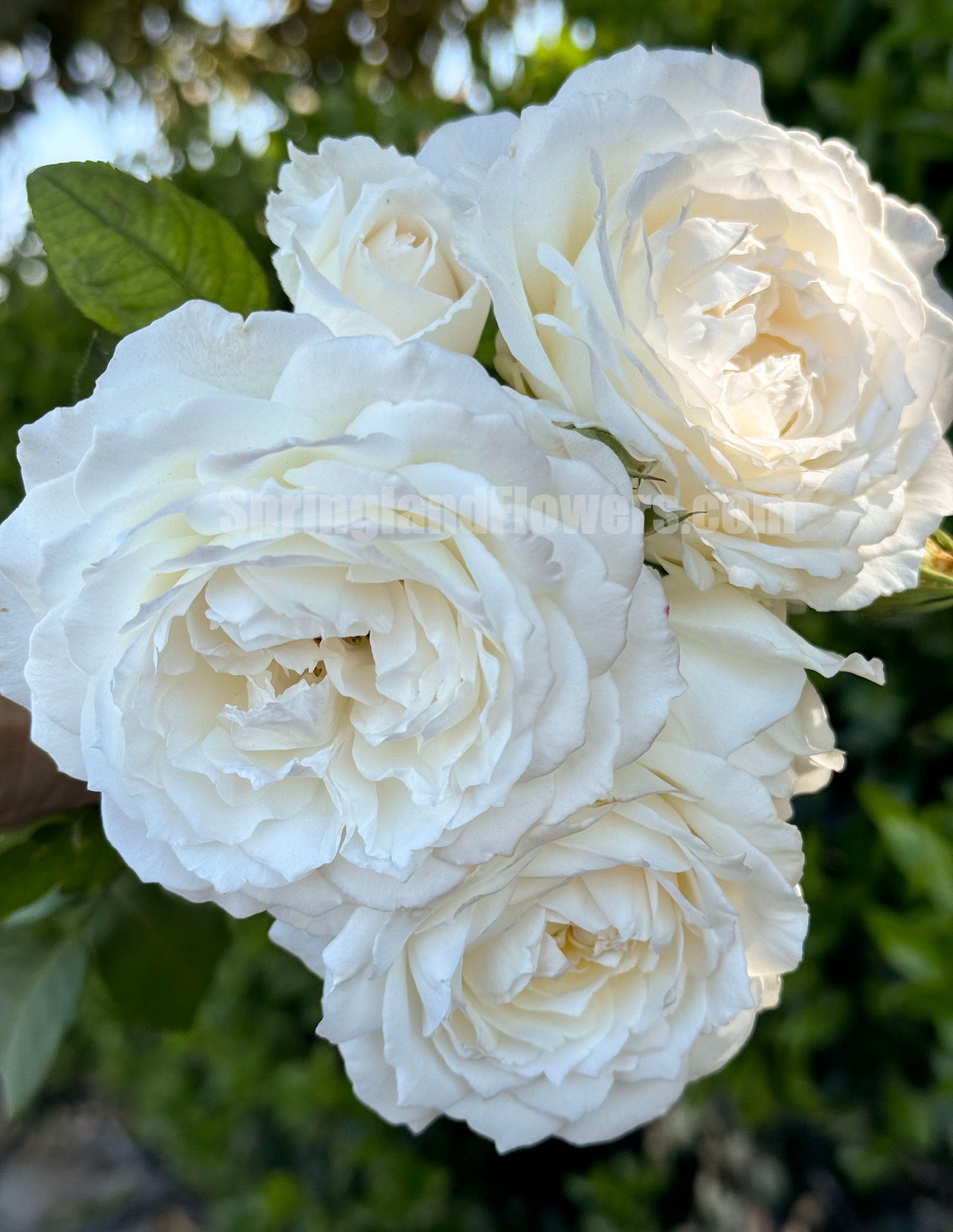 #SPJ071,  Princess Miyuki 美雪公主, Japanese Florist Shrub Rose,Large, Upright, Heat-tolerant, disease-resistant,  Non-Grafted/Own Root.
