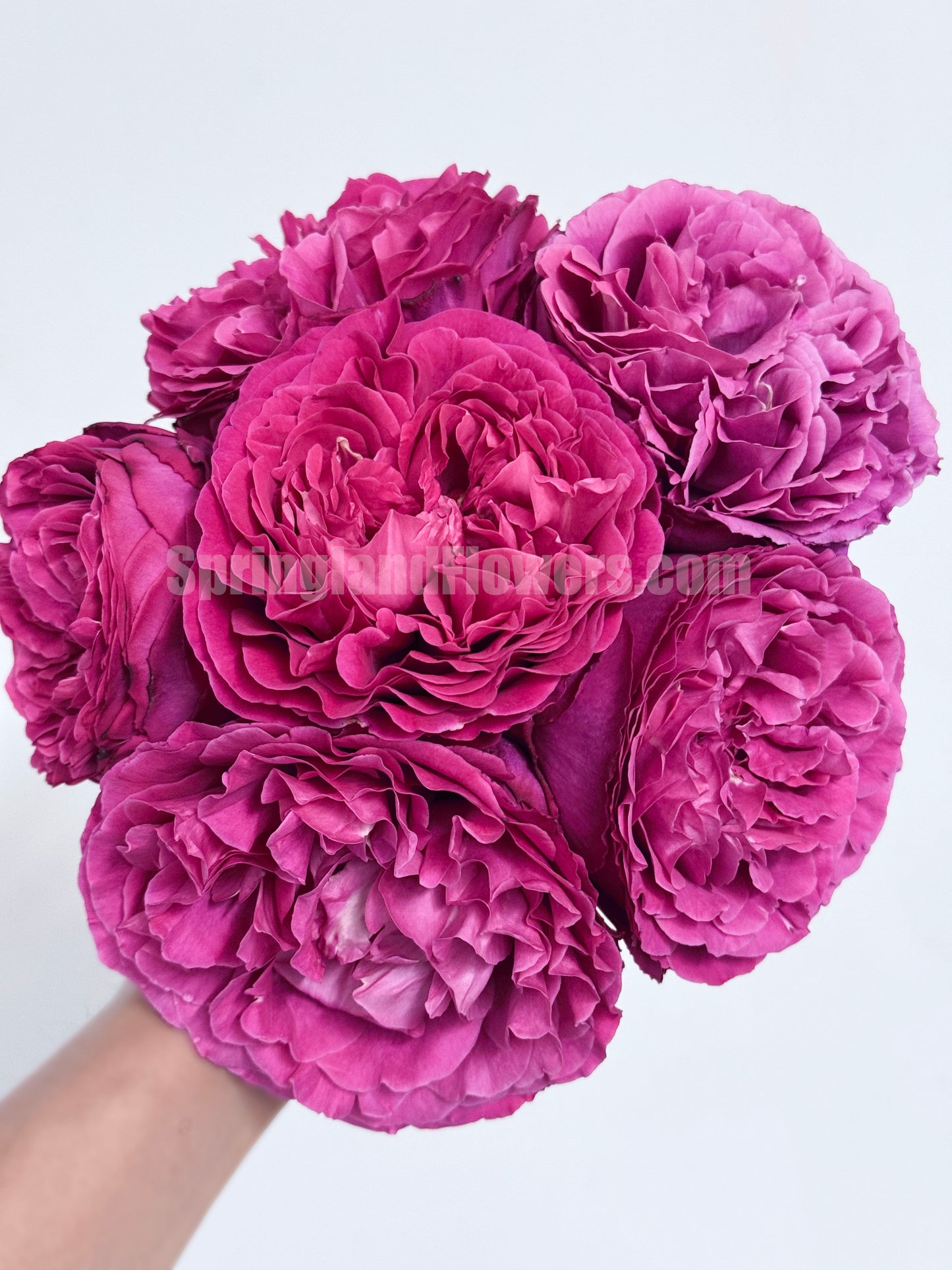 #SPJ104, Yves Jardin Parfumé 伊芙芳香花园,Japanese Shrub Rose, Robust Old Rose Fragrance, Non-Grafted/Own Root.