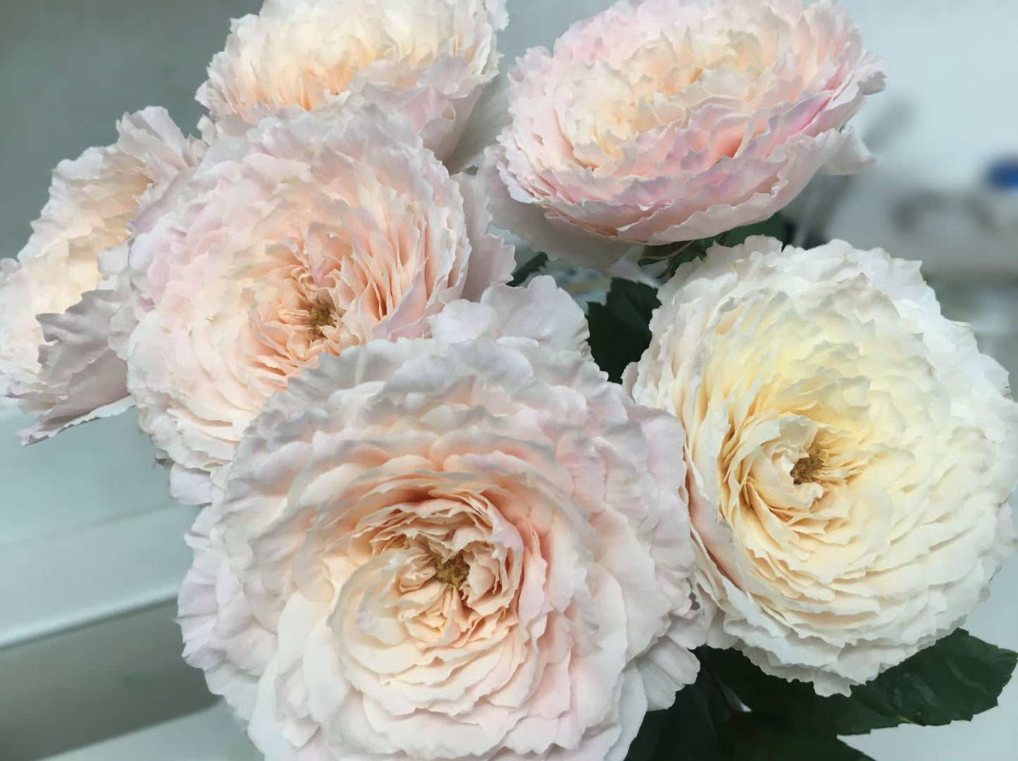 #SPJ151, Extremely Similar to Tsumugi-Hirari 紬-轻柔, Japanese Florist Shrub Rose, Non-Grafted/Own Root.