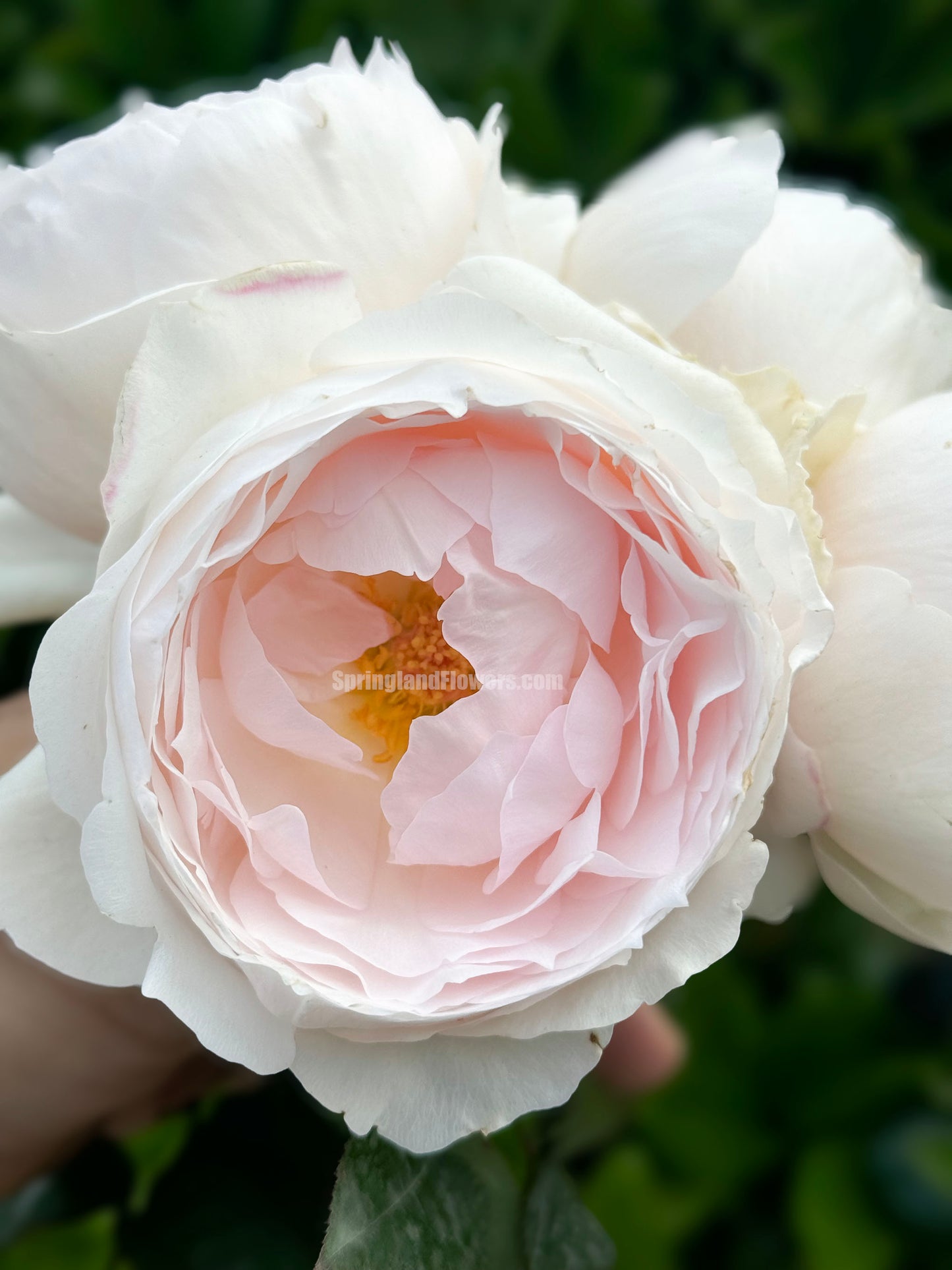 #SPJ167, Yuka 芳香之杯,Japanese Shrub Rose,Non-Grafted/Own Root.